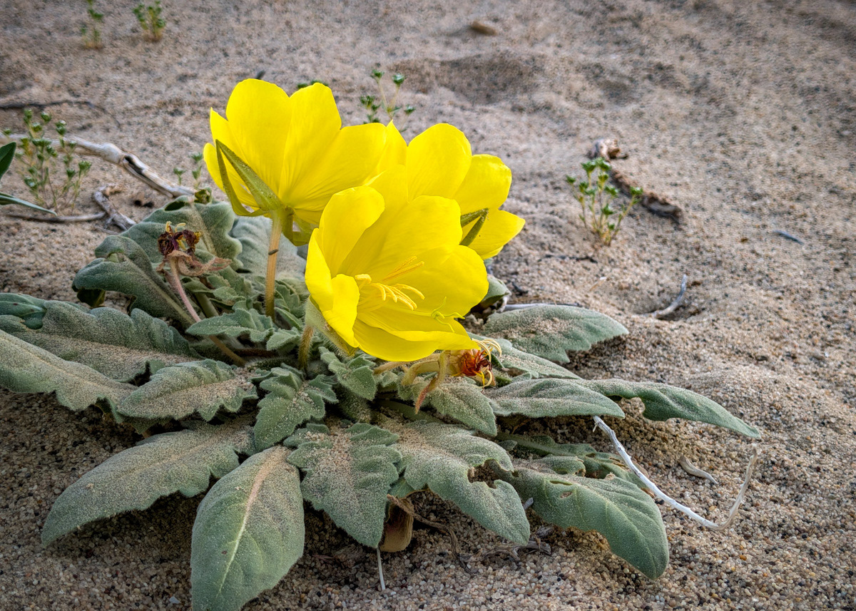 Desert Evening Primrose at the Eureka Dunes