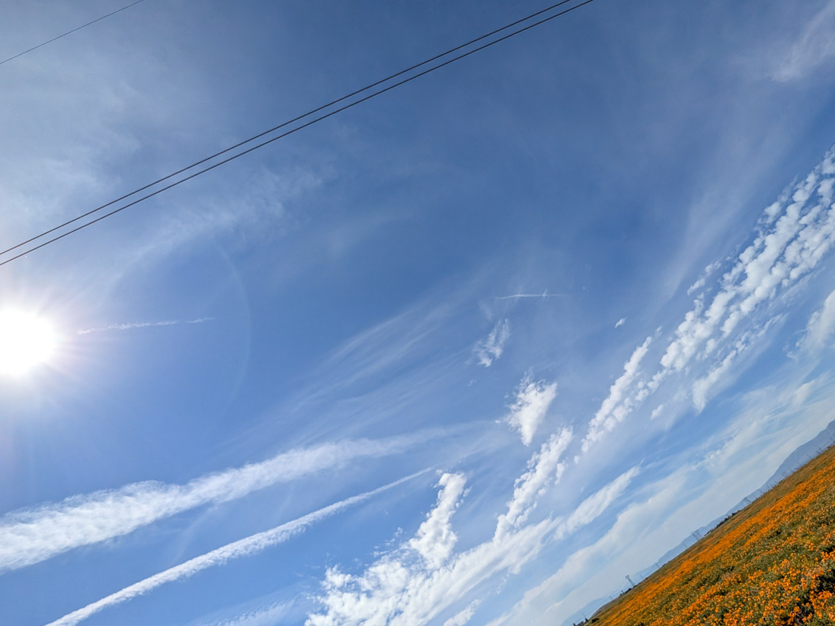 Perspective in the Poppy Fields
