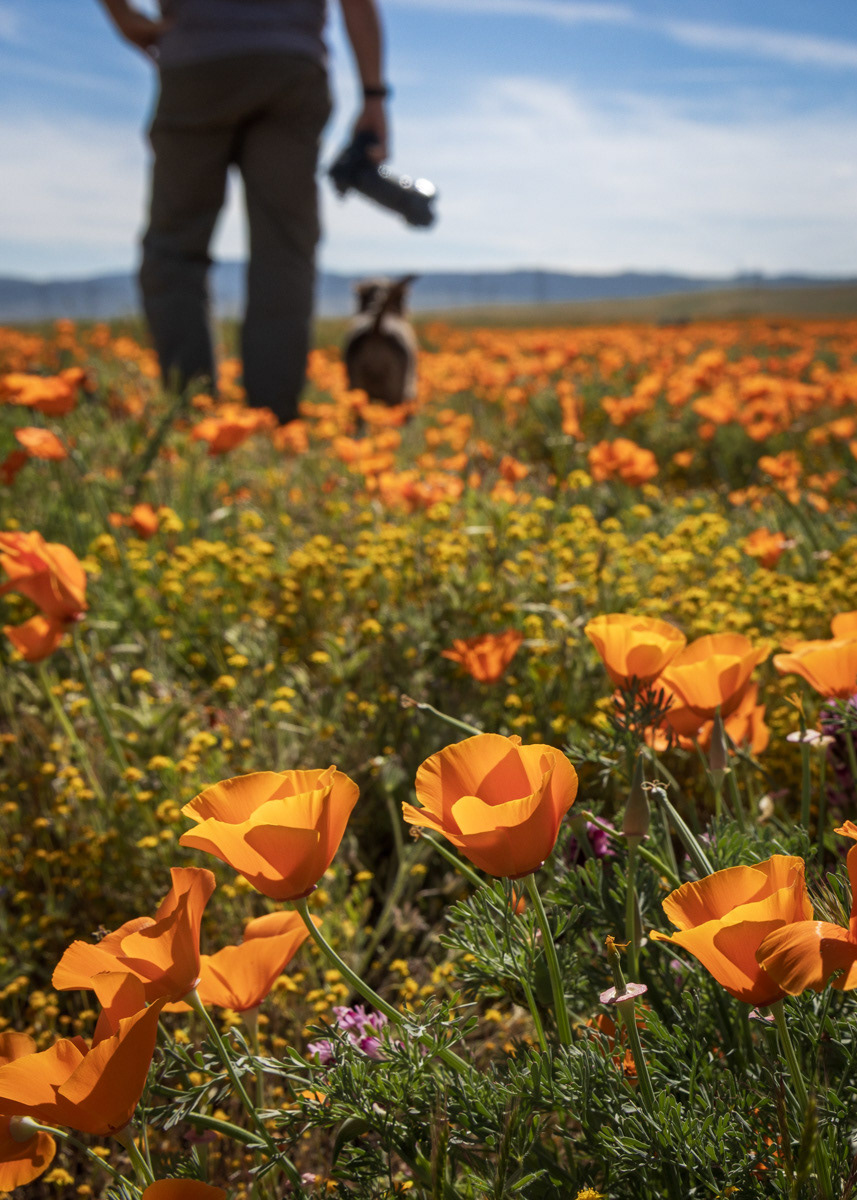 Antelope Valley Poppy Fields