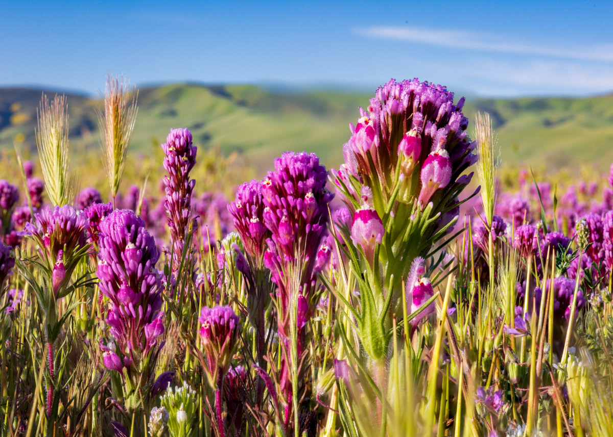 Owl's Clover, Carrizo Plain