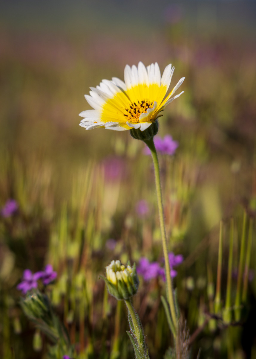 A Tidytip on the Carrizo Plain