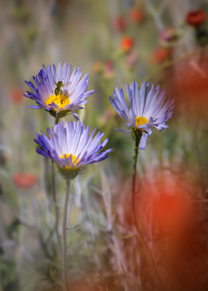 Mohave Aster, Towne Pass in Death Valley