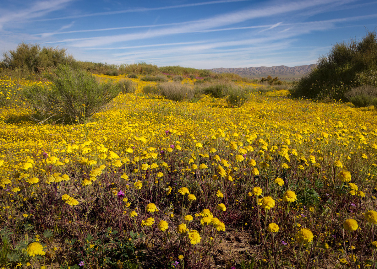 Goldfields on the Carrizo Plain