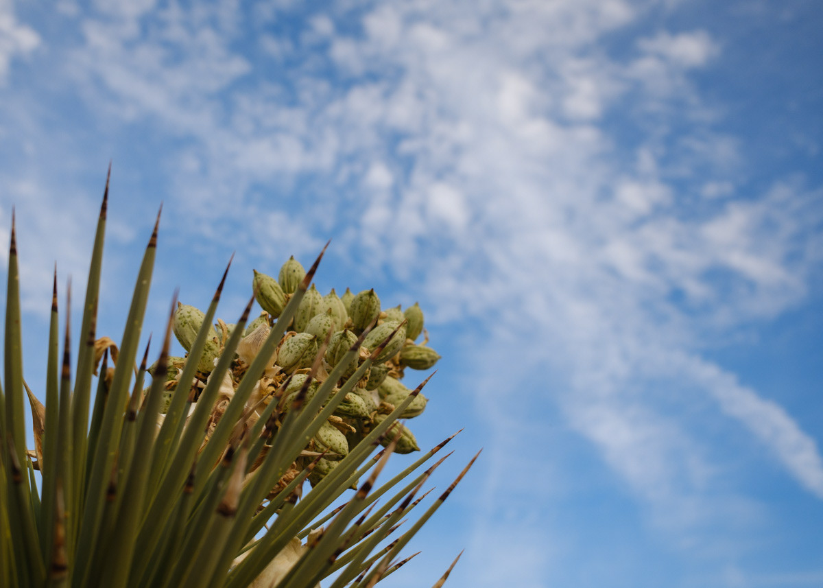 Blooming Yucca at Red Rock Canyon State Park