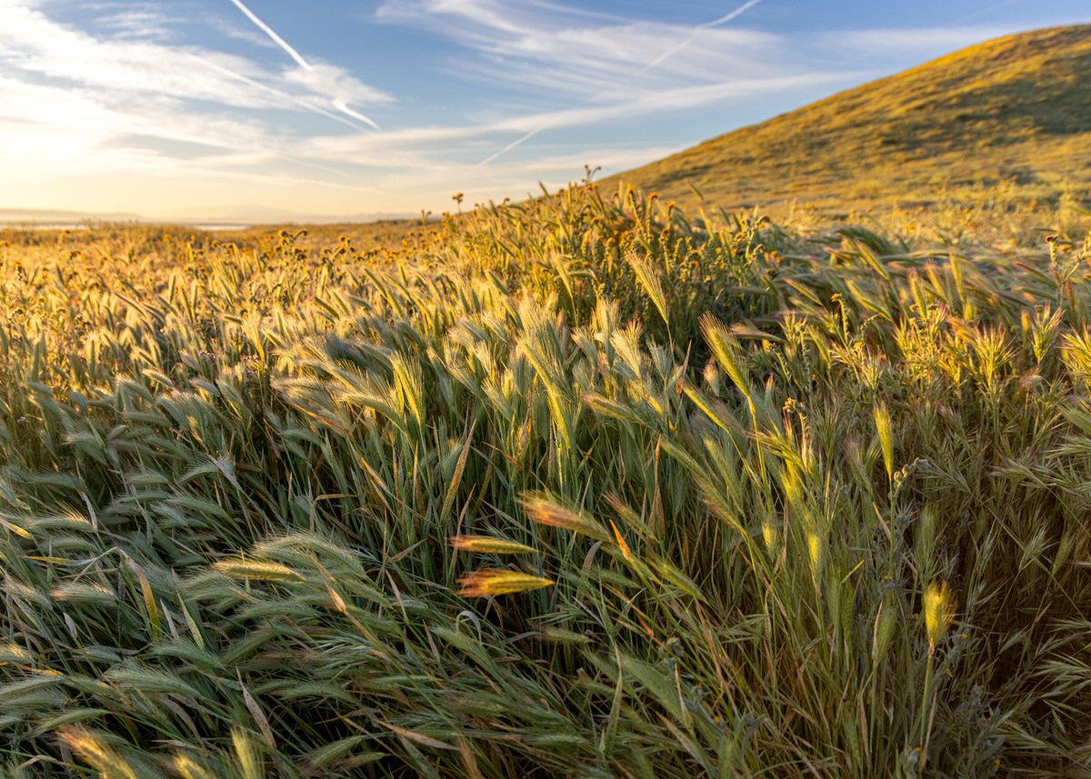 Carrizo Plain