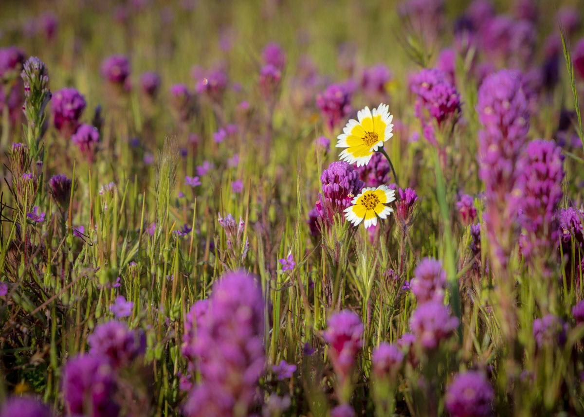 Tidytips, Carrizo Plain
