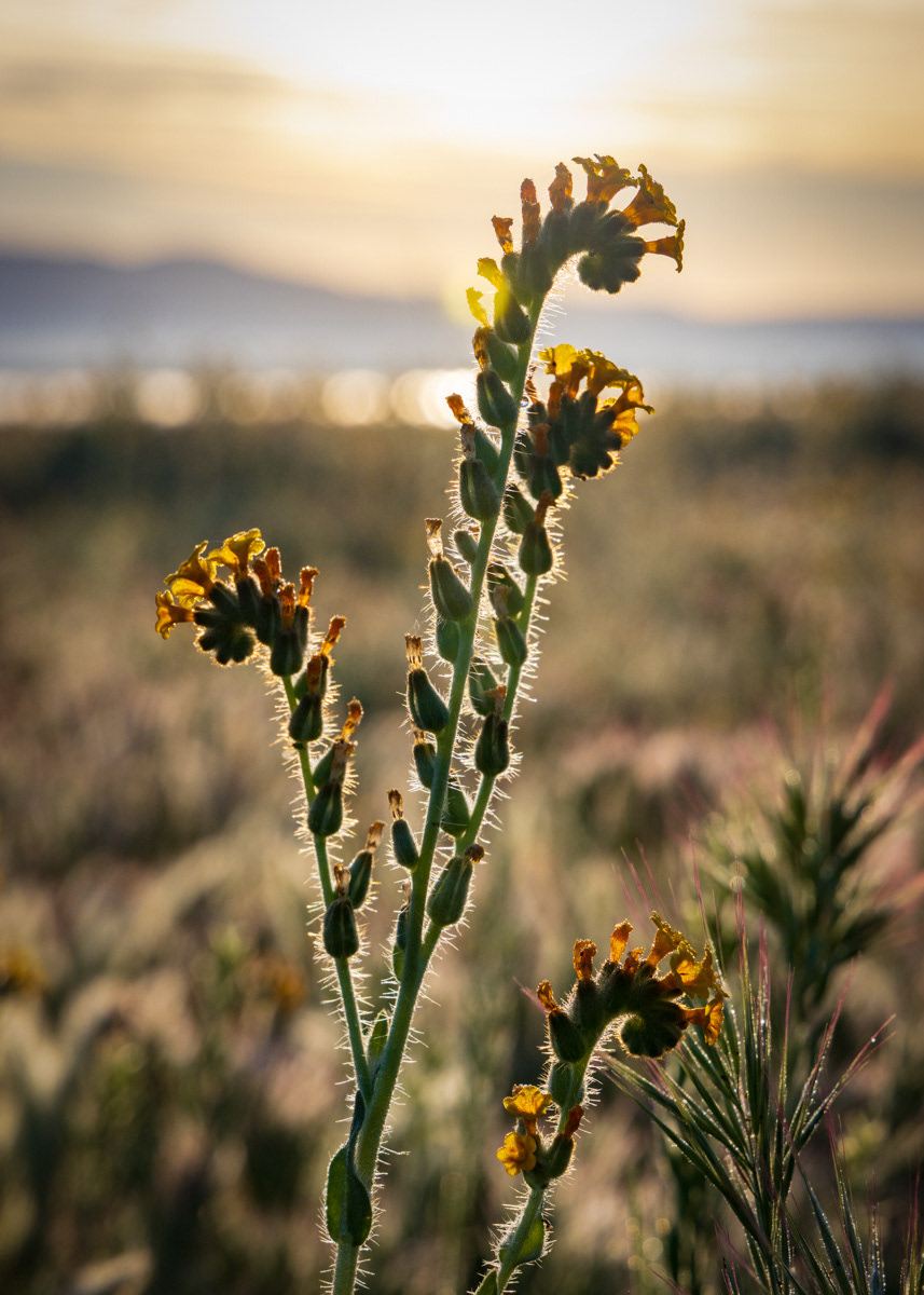 Fiddleneck on the shores of Soda Lake