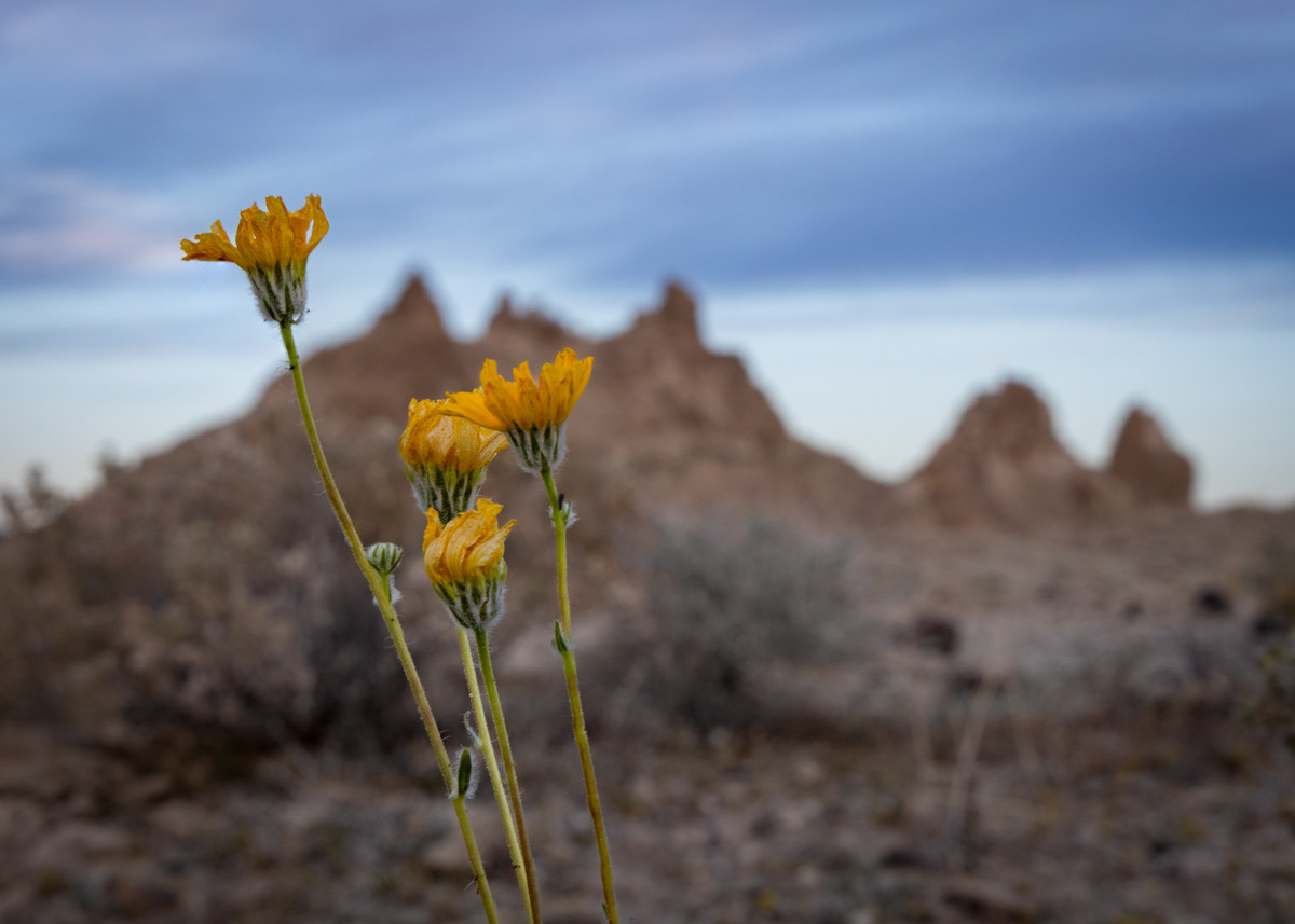 Dawn at the Trona Pinnacles