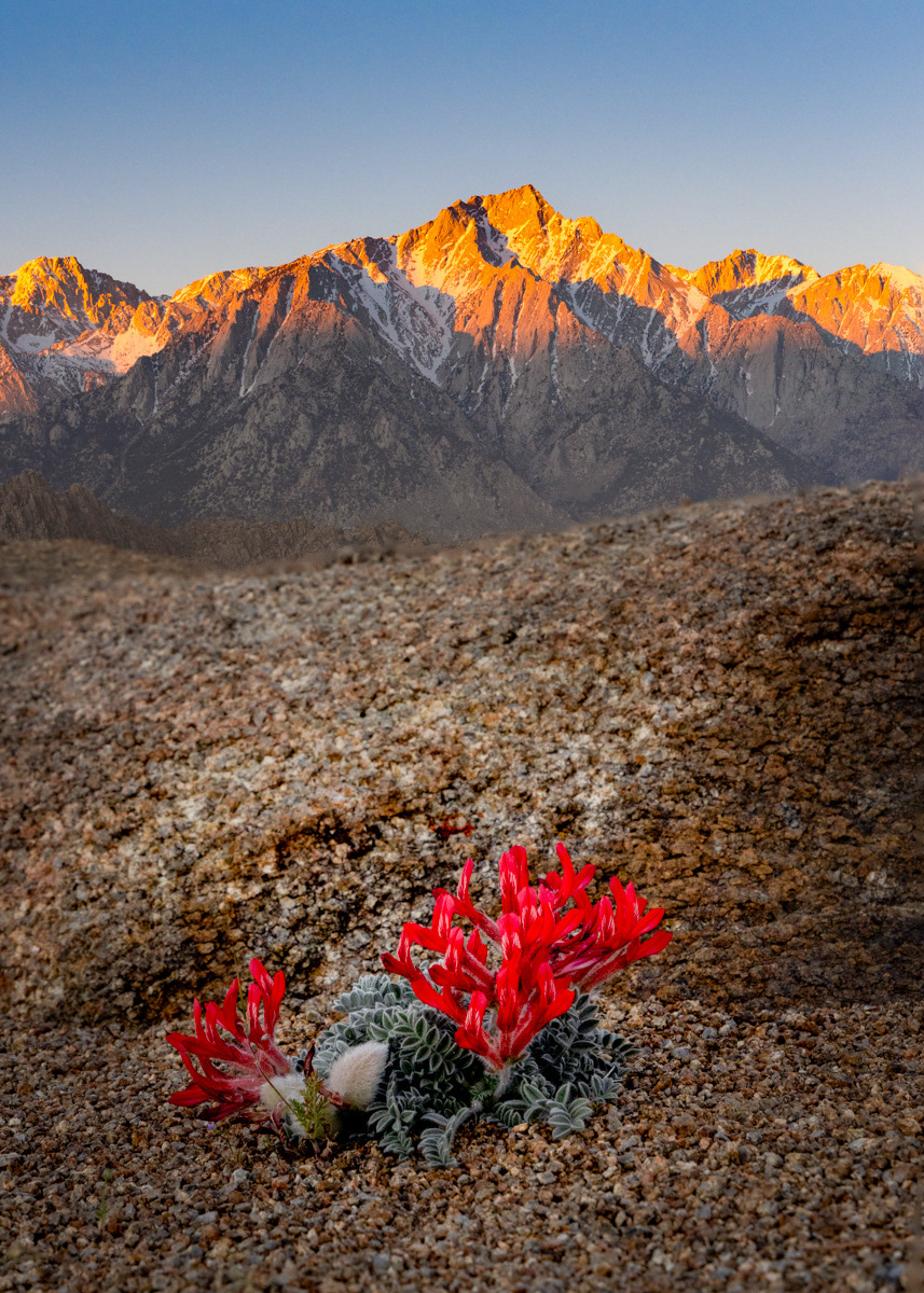 Milkvetch at Sunrise