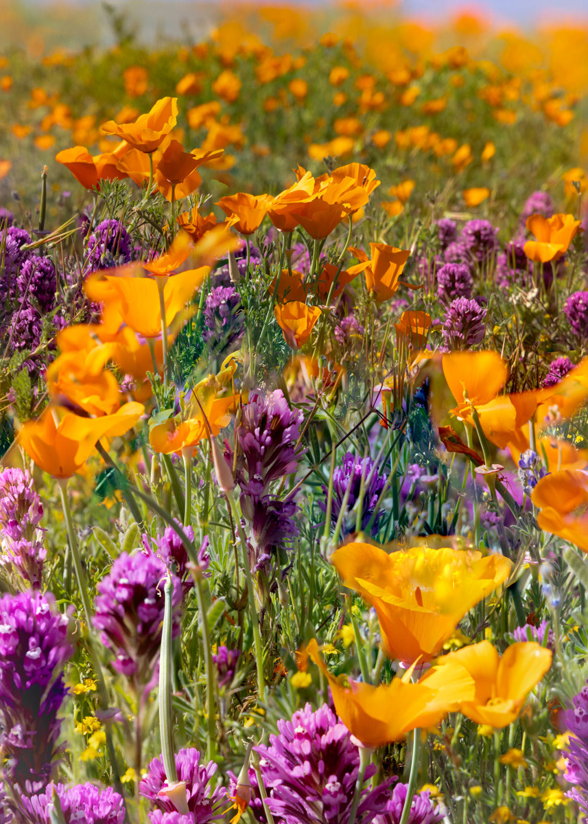 Antelope Valley Poppy Fields