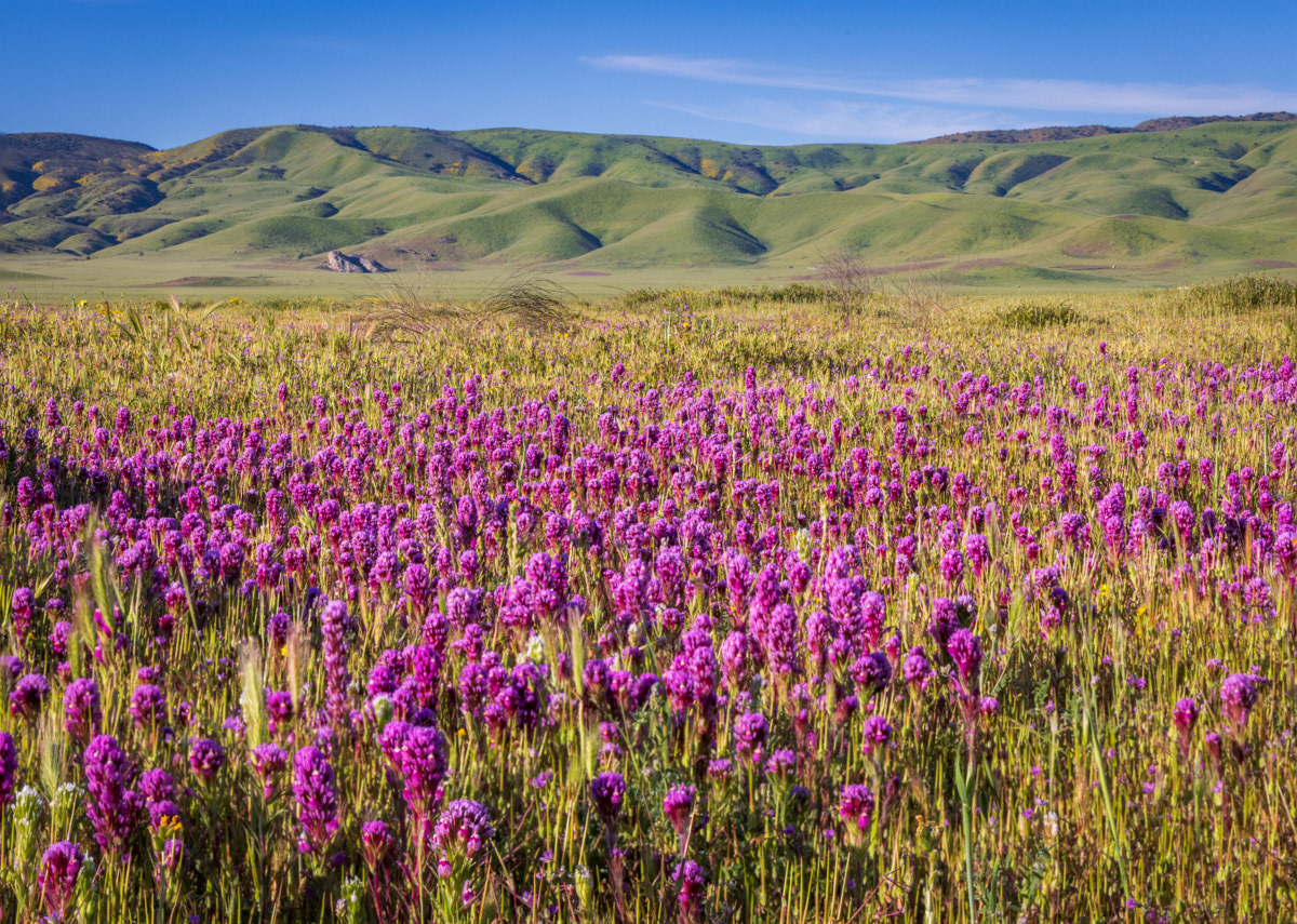 A field of Owl's Clover, Carrizo Plain