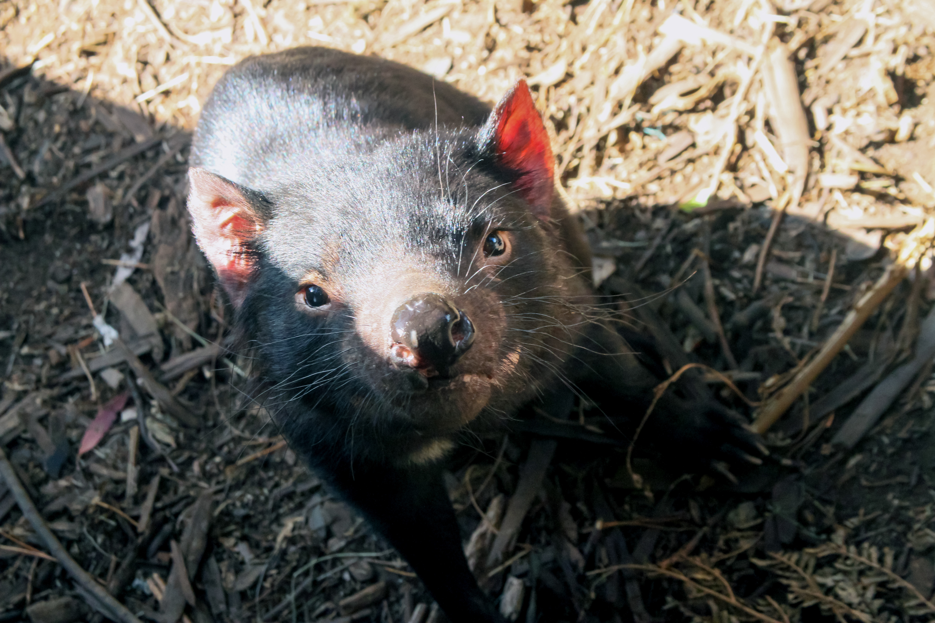 Tasmanian Devil