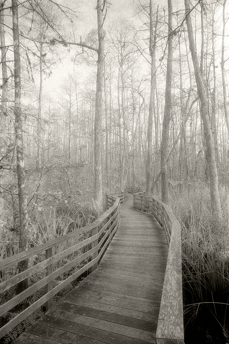 Corkscrew Swamp, Naples, Florida