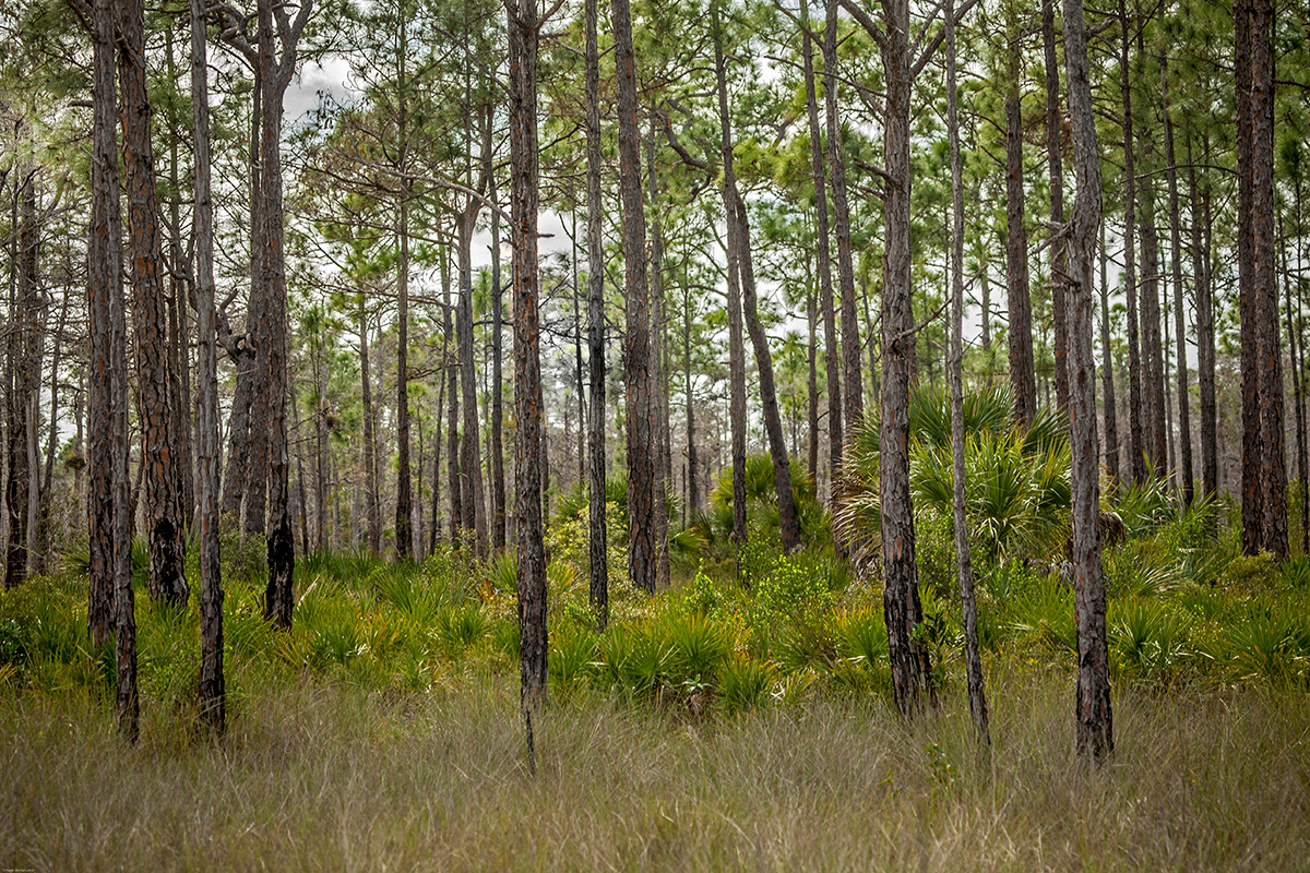 Big Cyprus Nat'l Preserve, Carnestown, FL