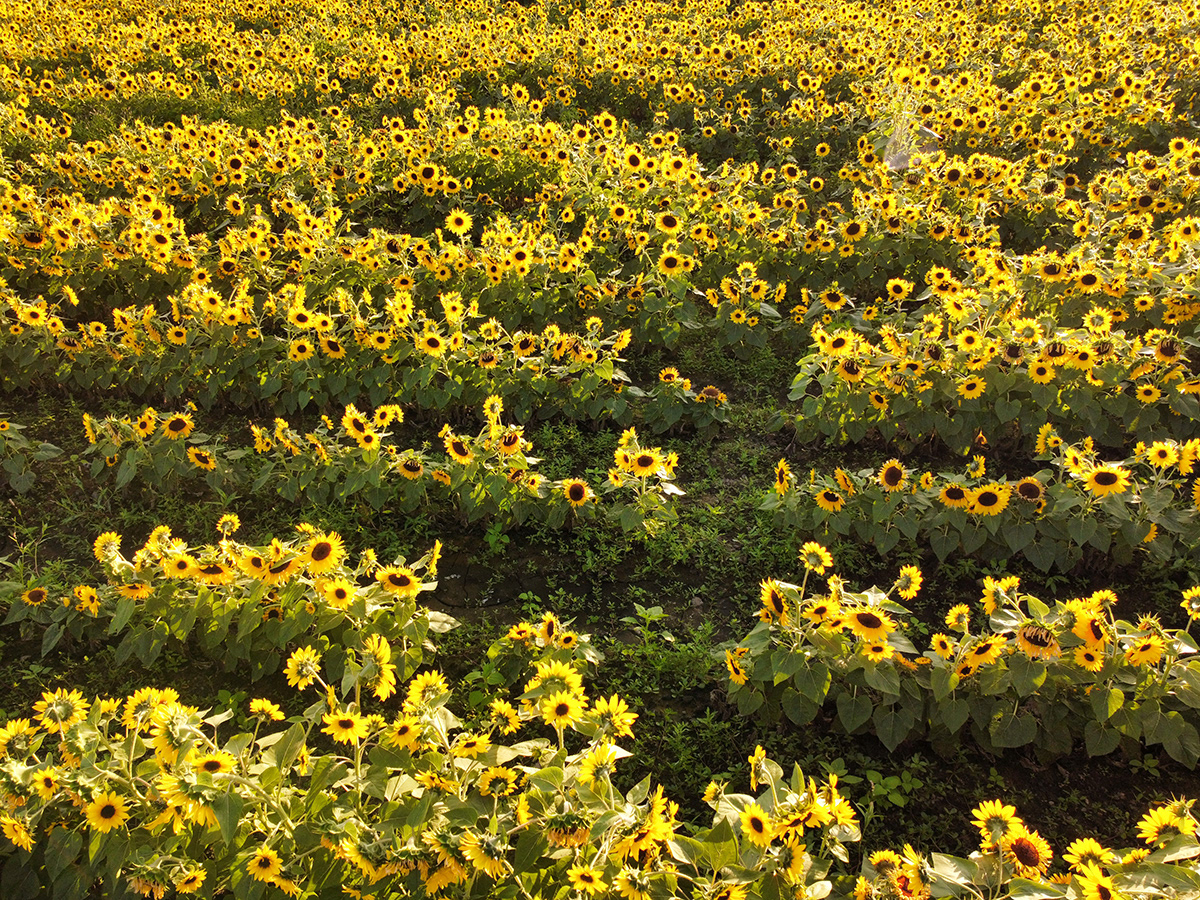 Sunflowers, Lincoln, MA