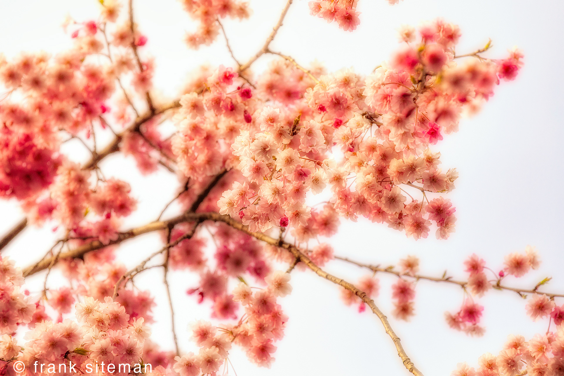 Cherry Blossoms
