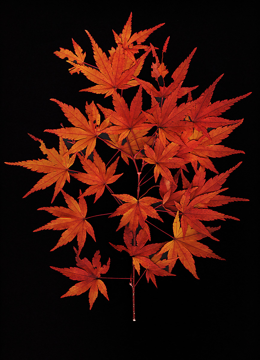 Maple Leaves