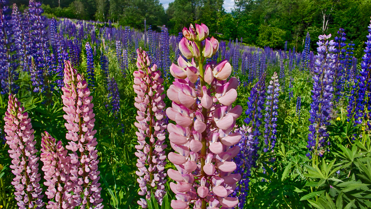 Lupine, Franconia, NH
