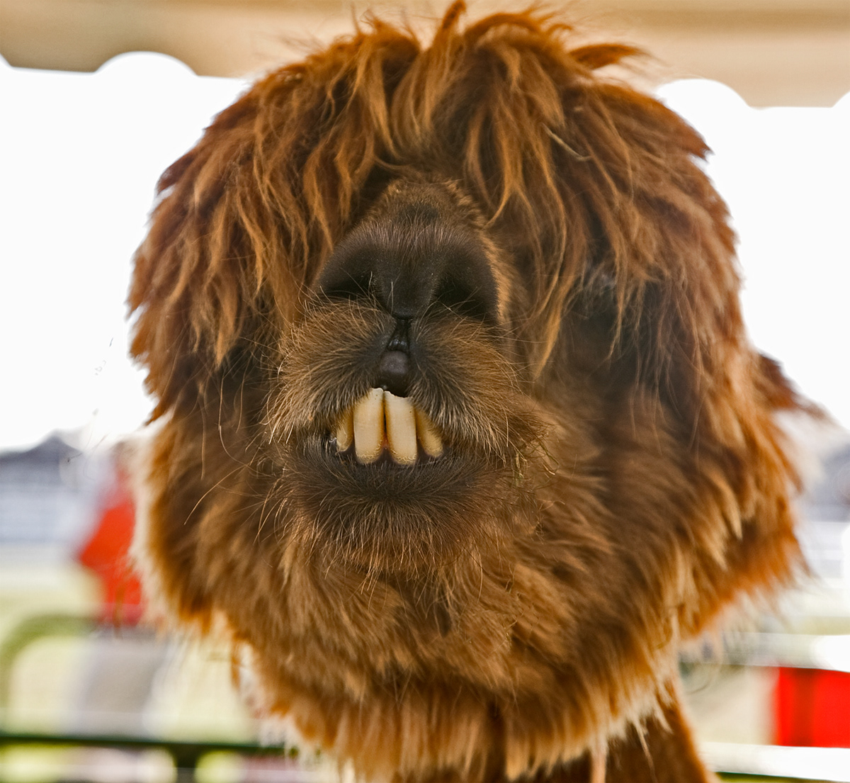 Alpaca, Lancaster, NH
