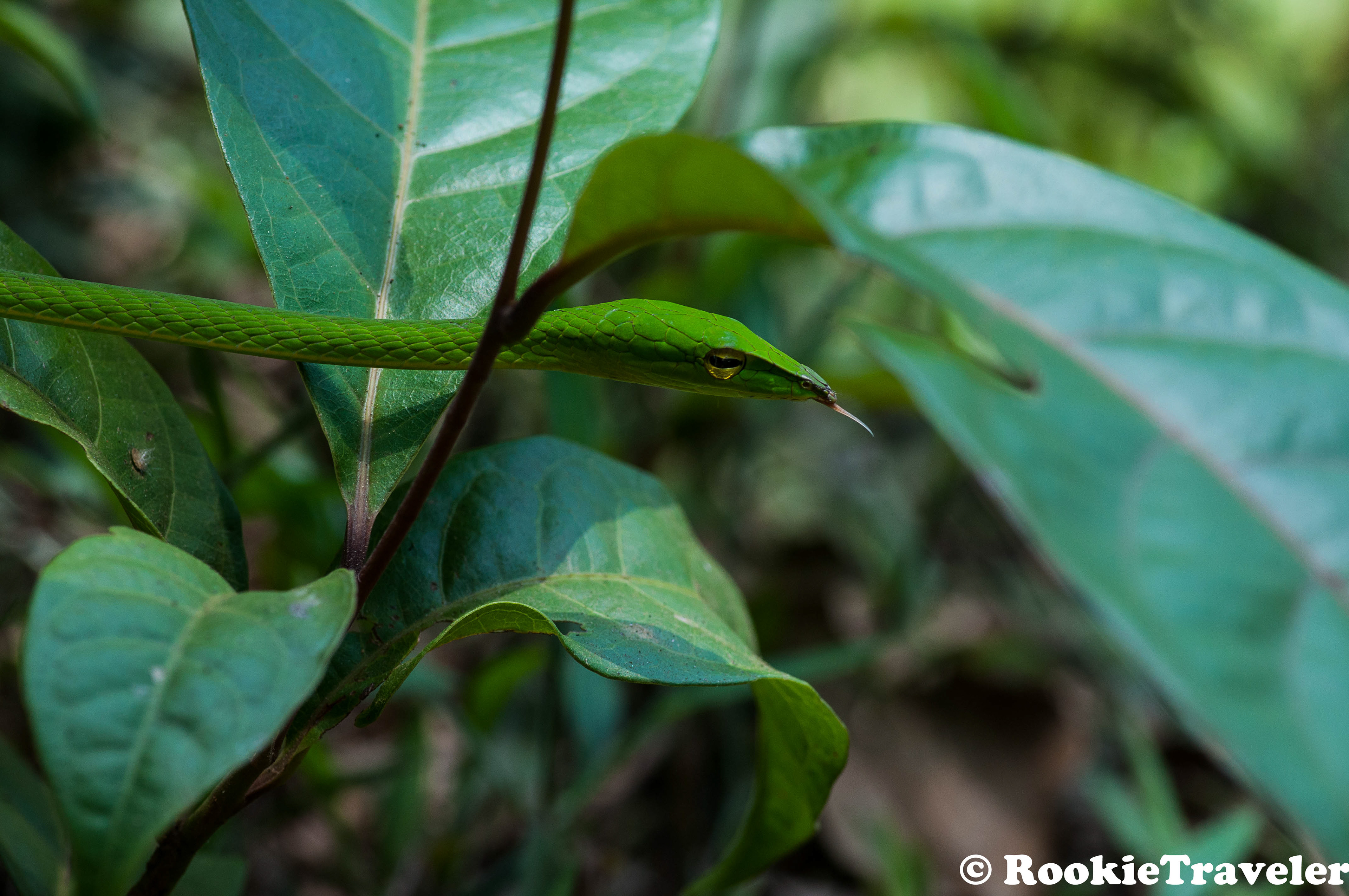 Green Vine Snake