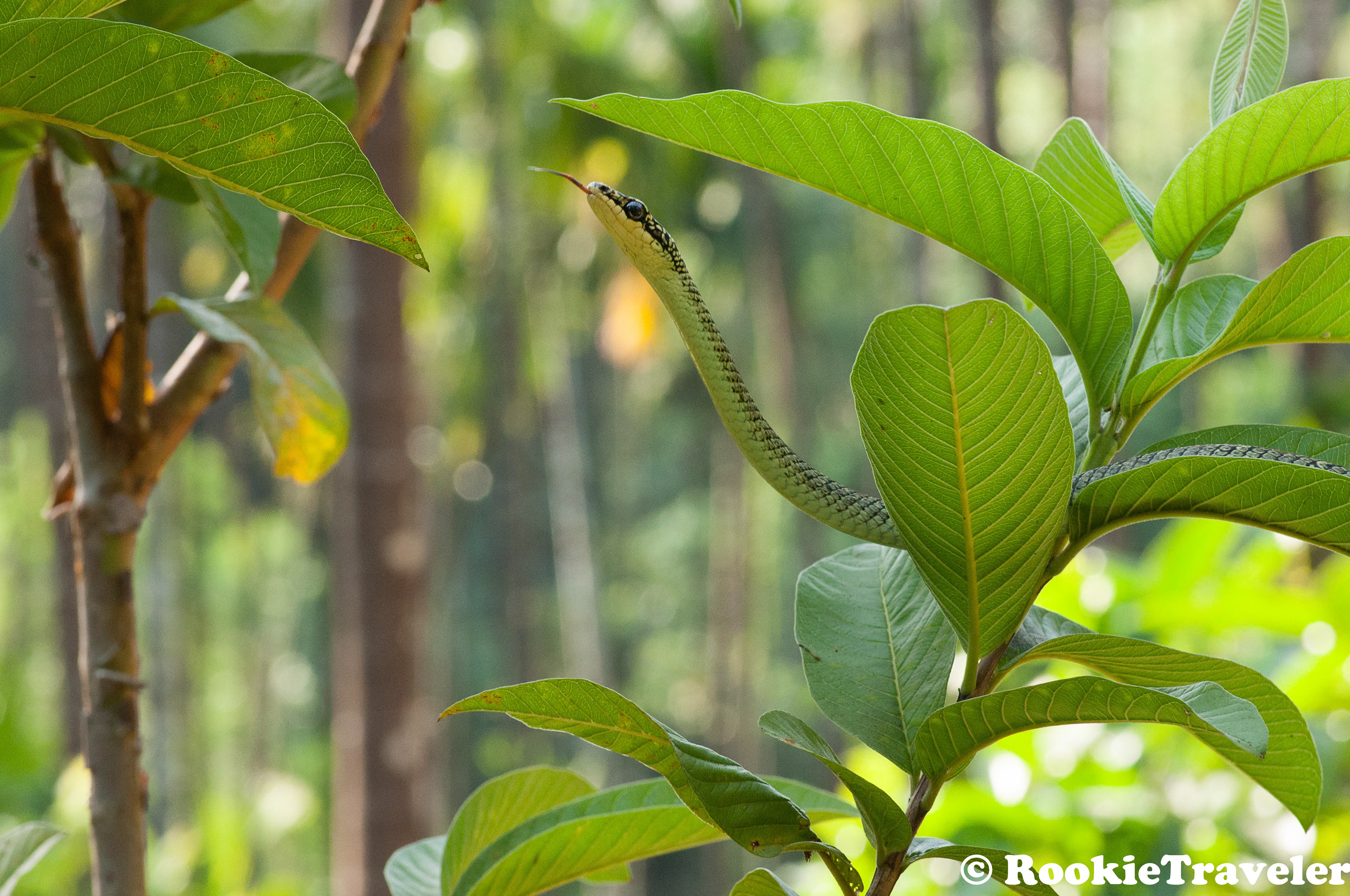 Ornate Flying Snake