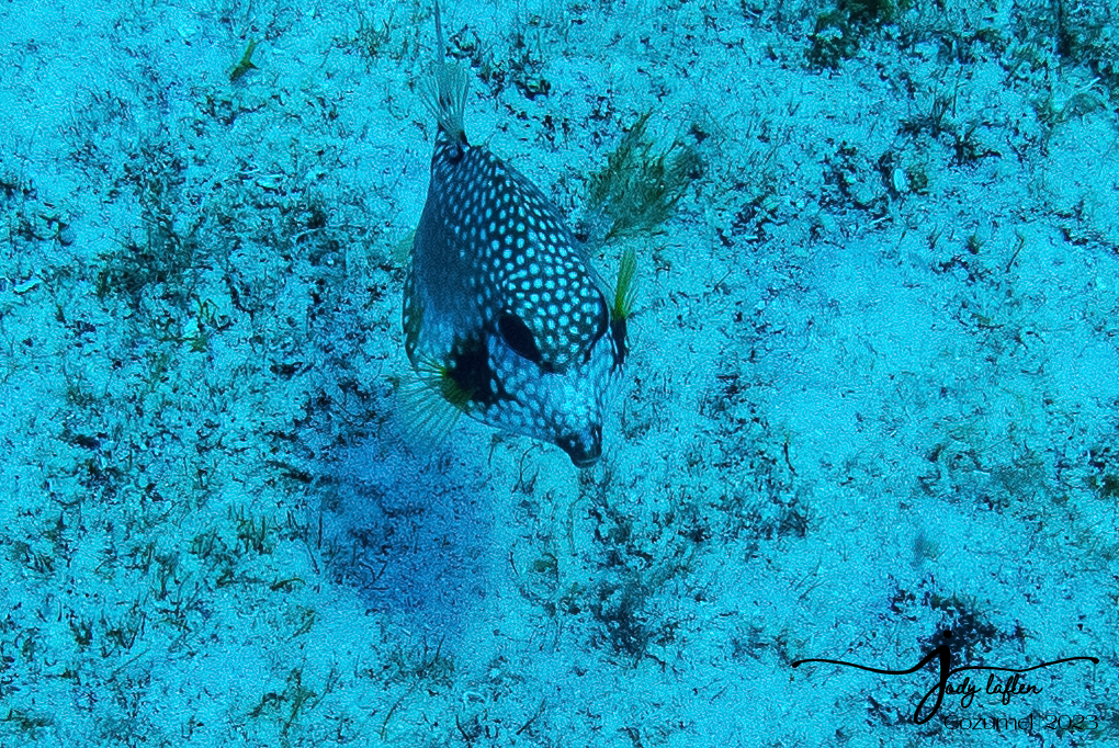 Spotted Trunkfish