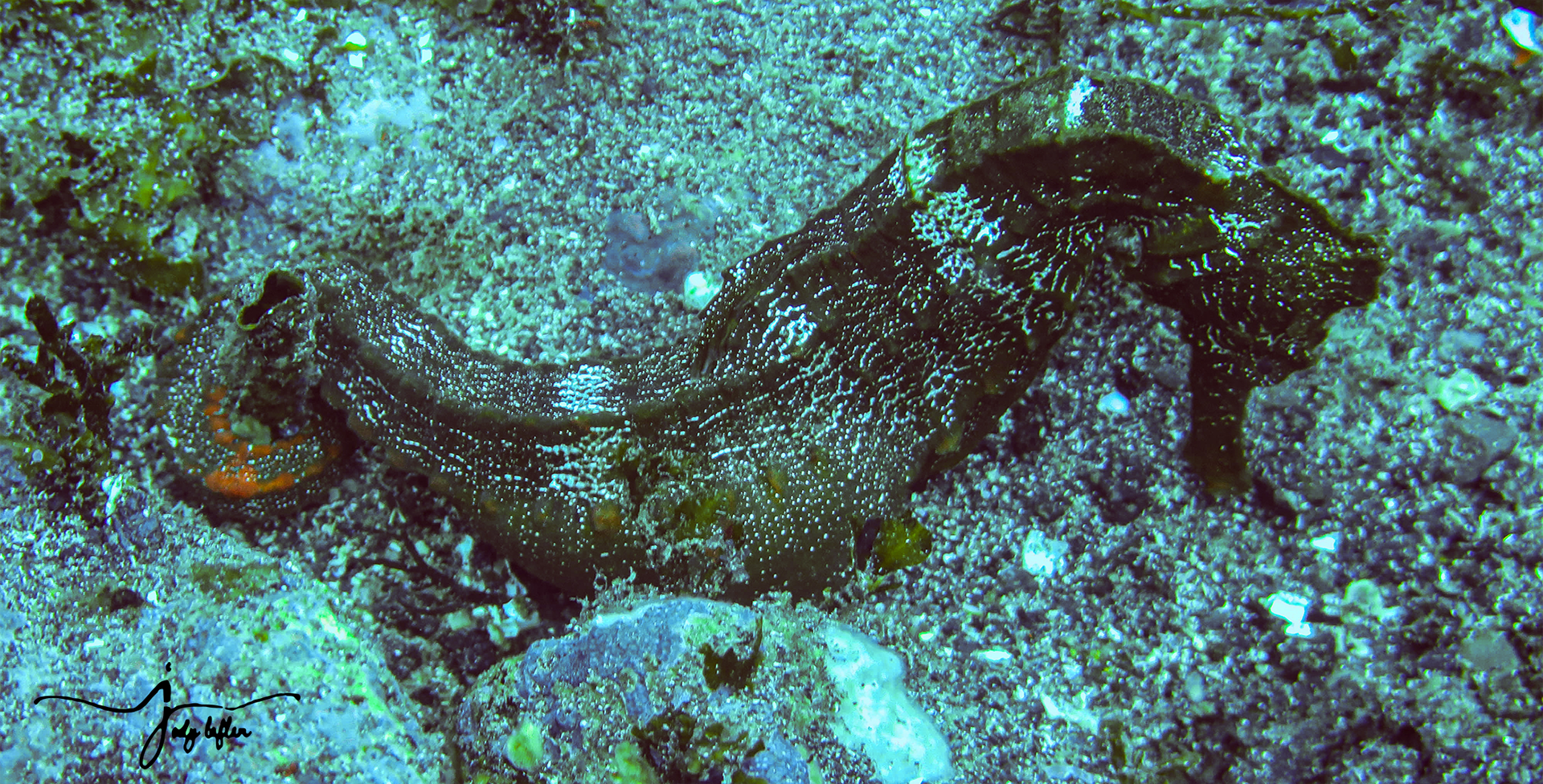 Seahorse