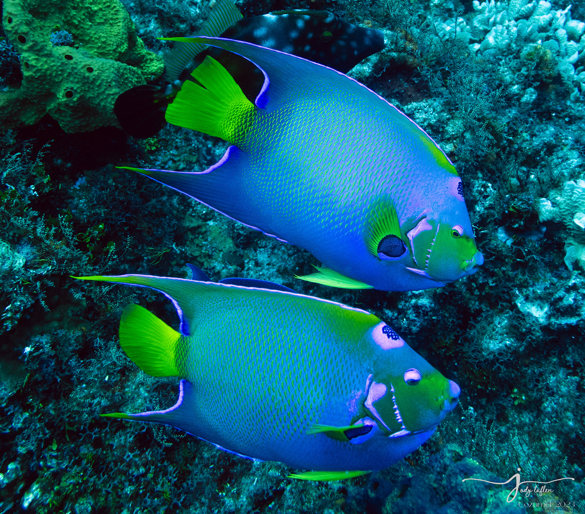 Queen Angelfish