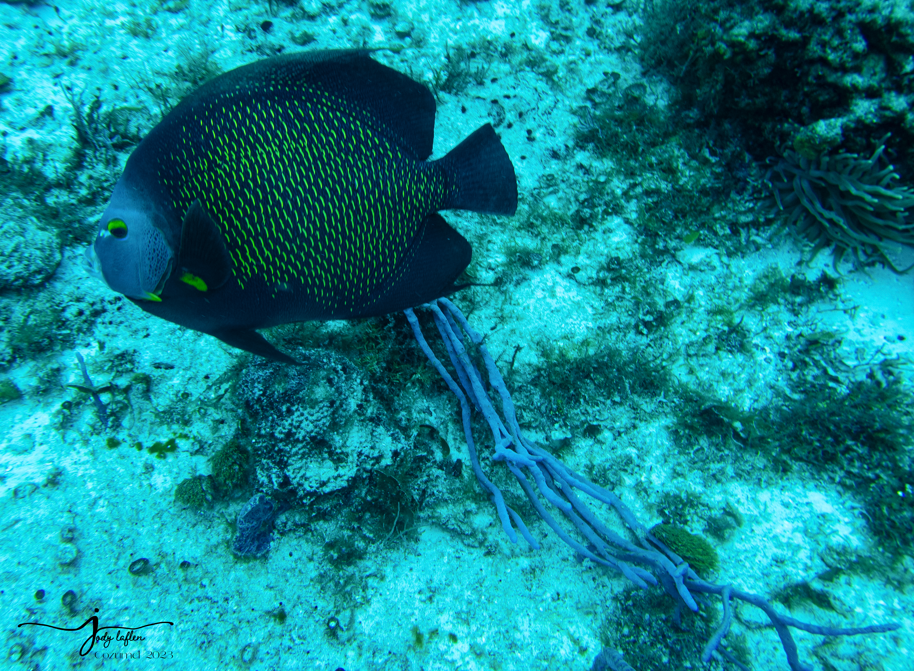 French Angelfish