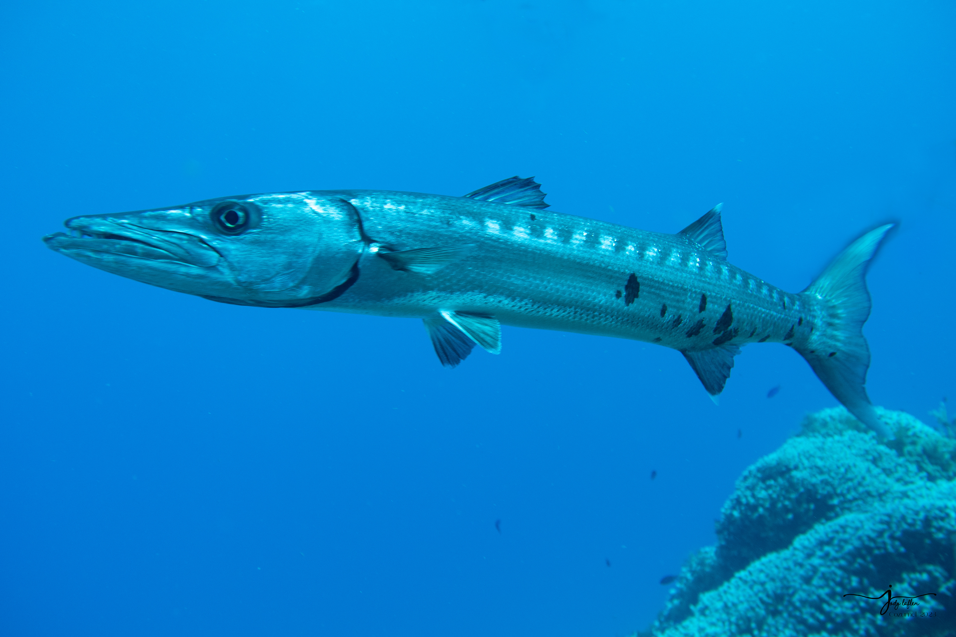 Barracuda