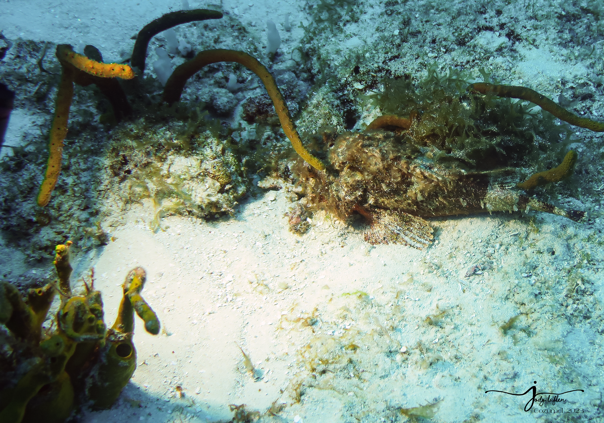 Scorpionfish