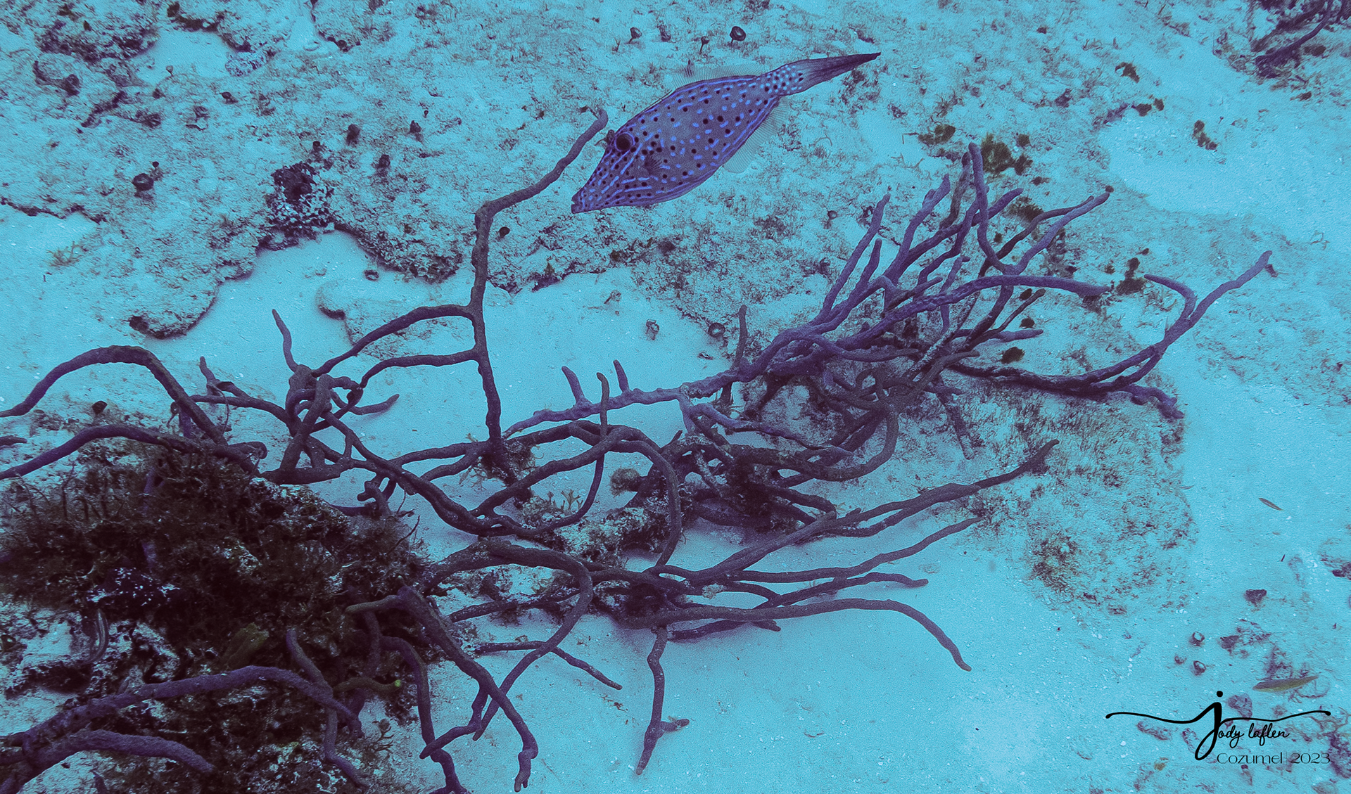 Filefish