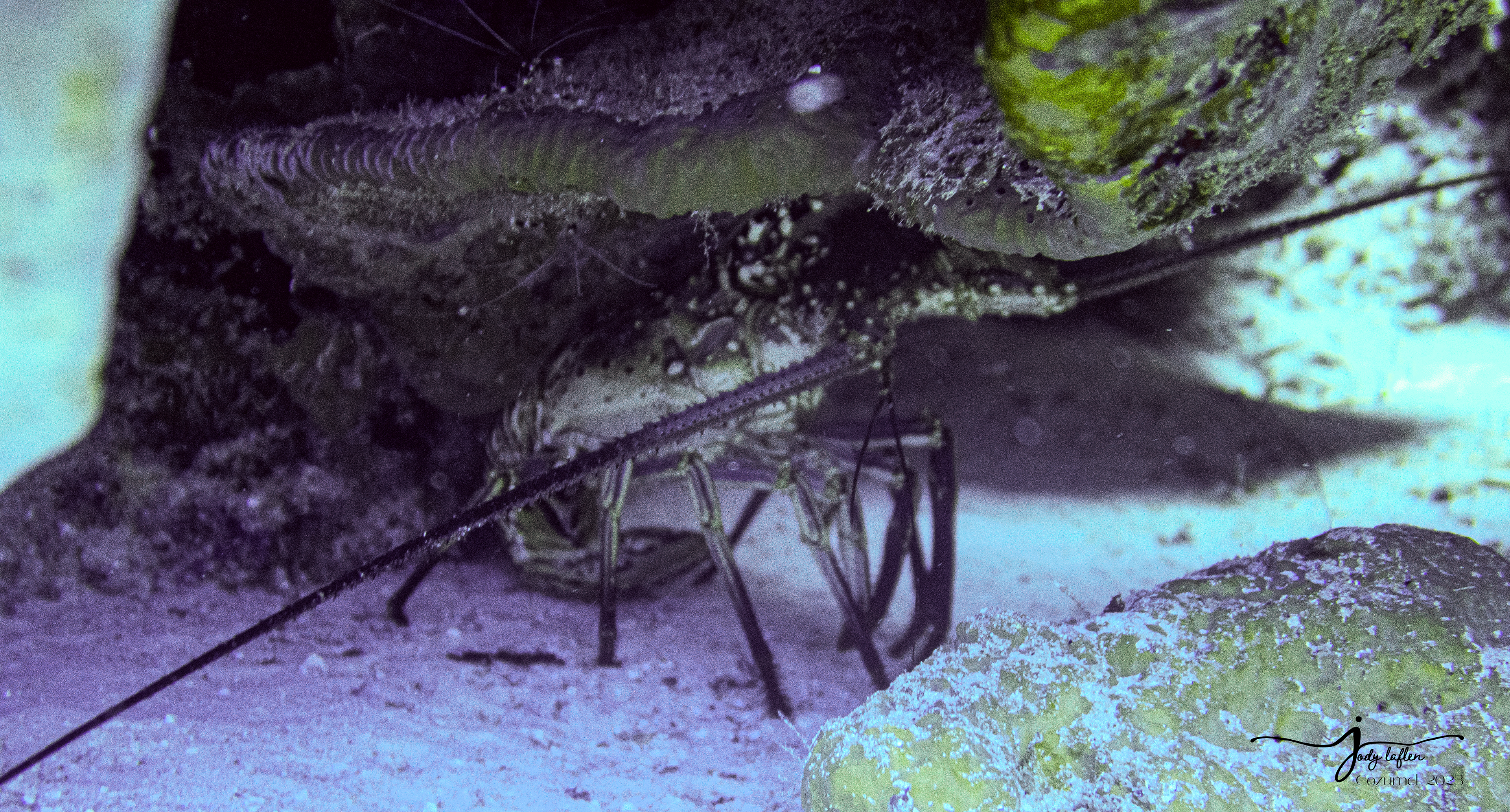 Spiny Lobster with Shrimp