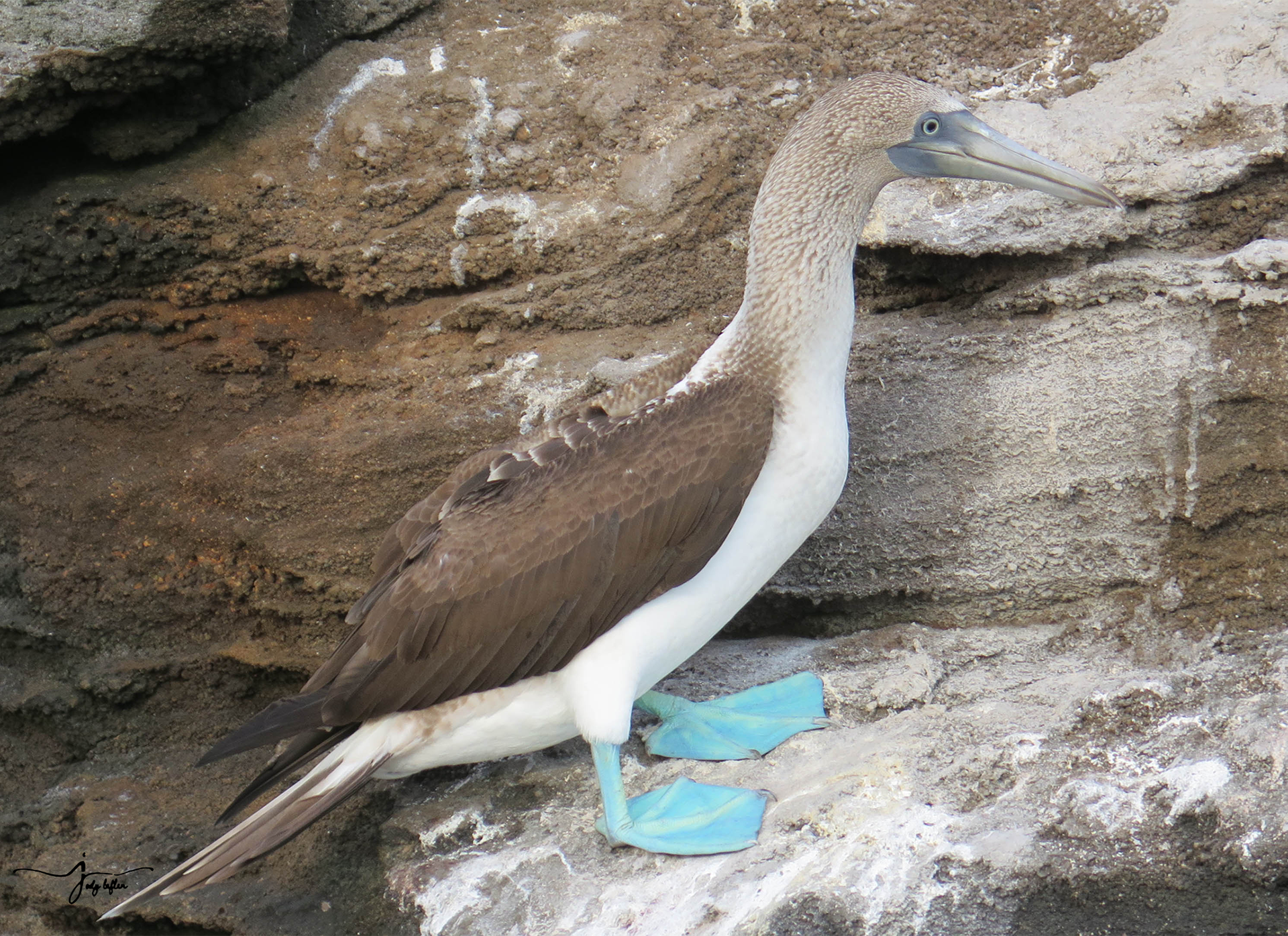 Blue-footed Booby