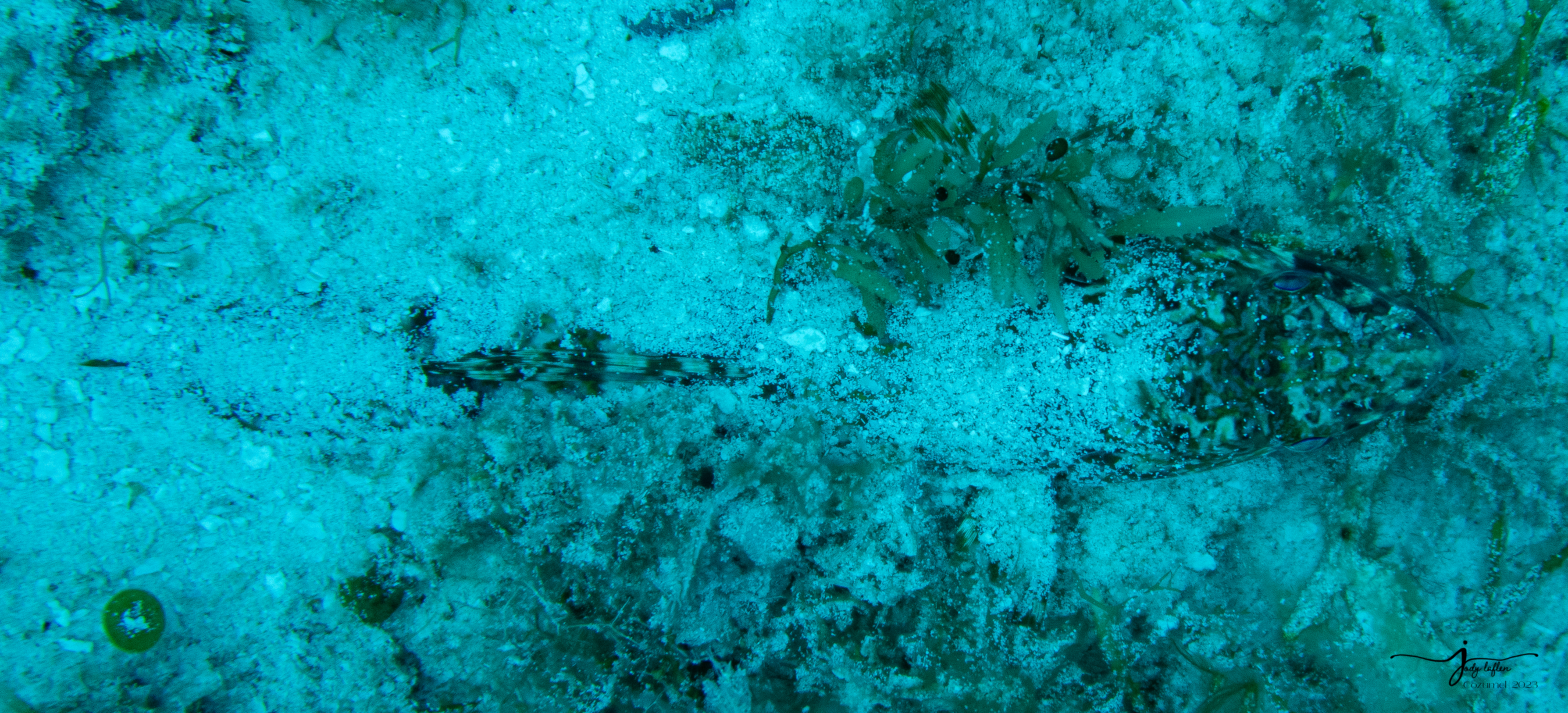 Sand Diver