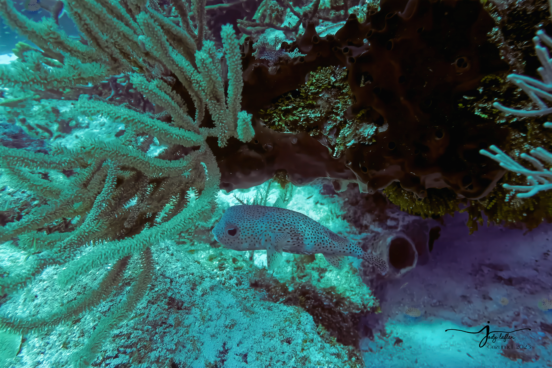 Porcupinefish