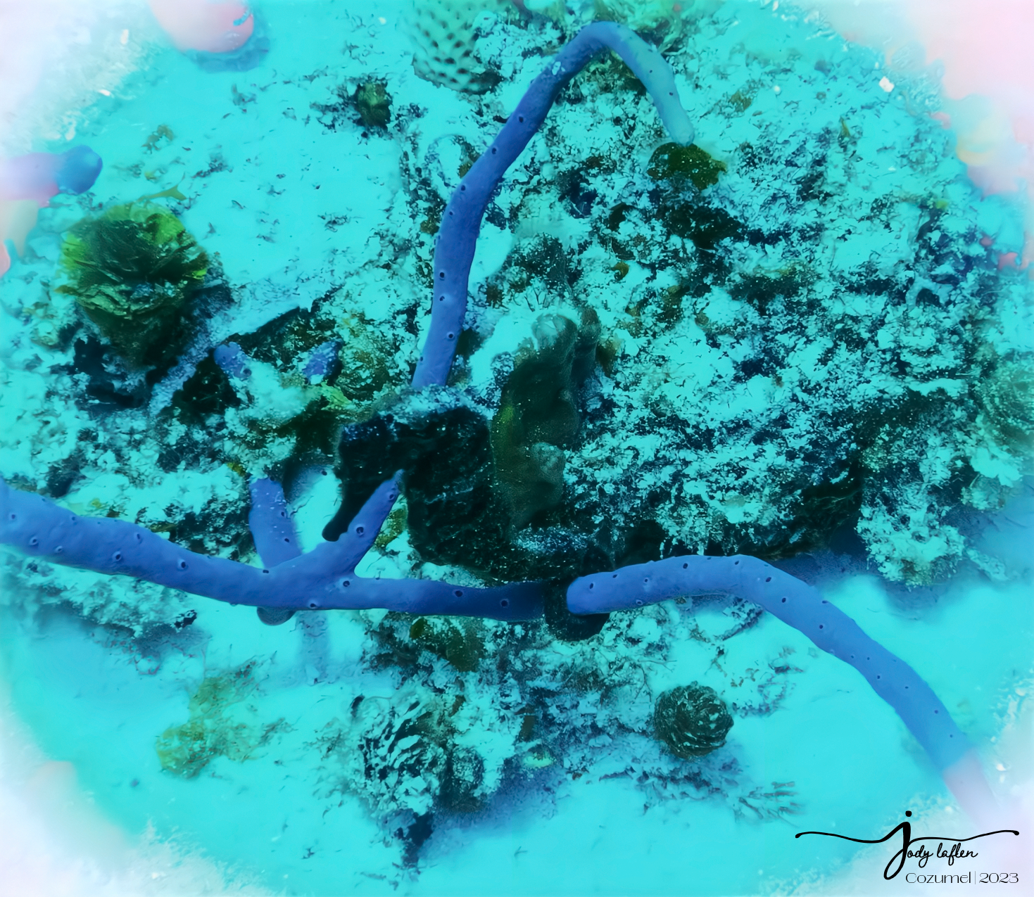 Seahorse