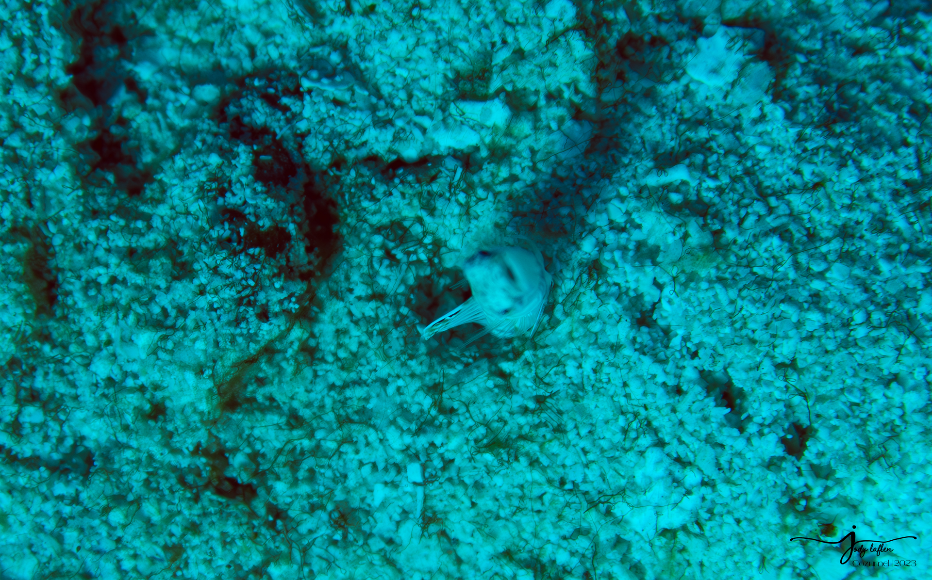 Baby Fringe-Lipped Snake Eel