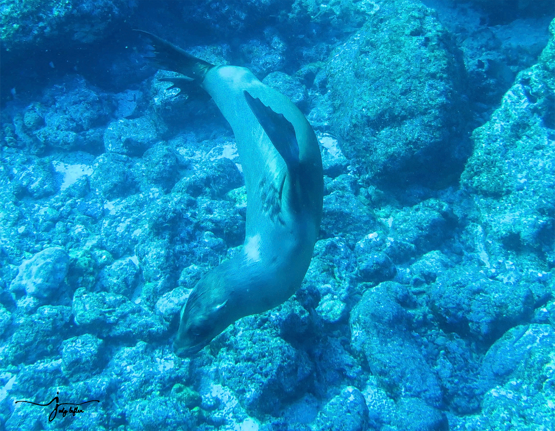 Sea lion