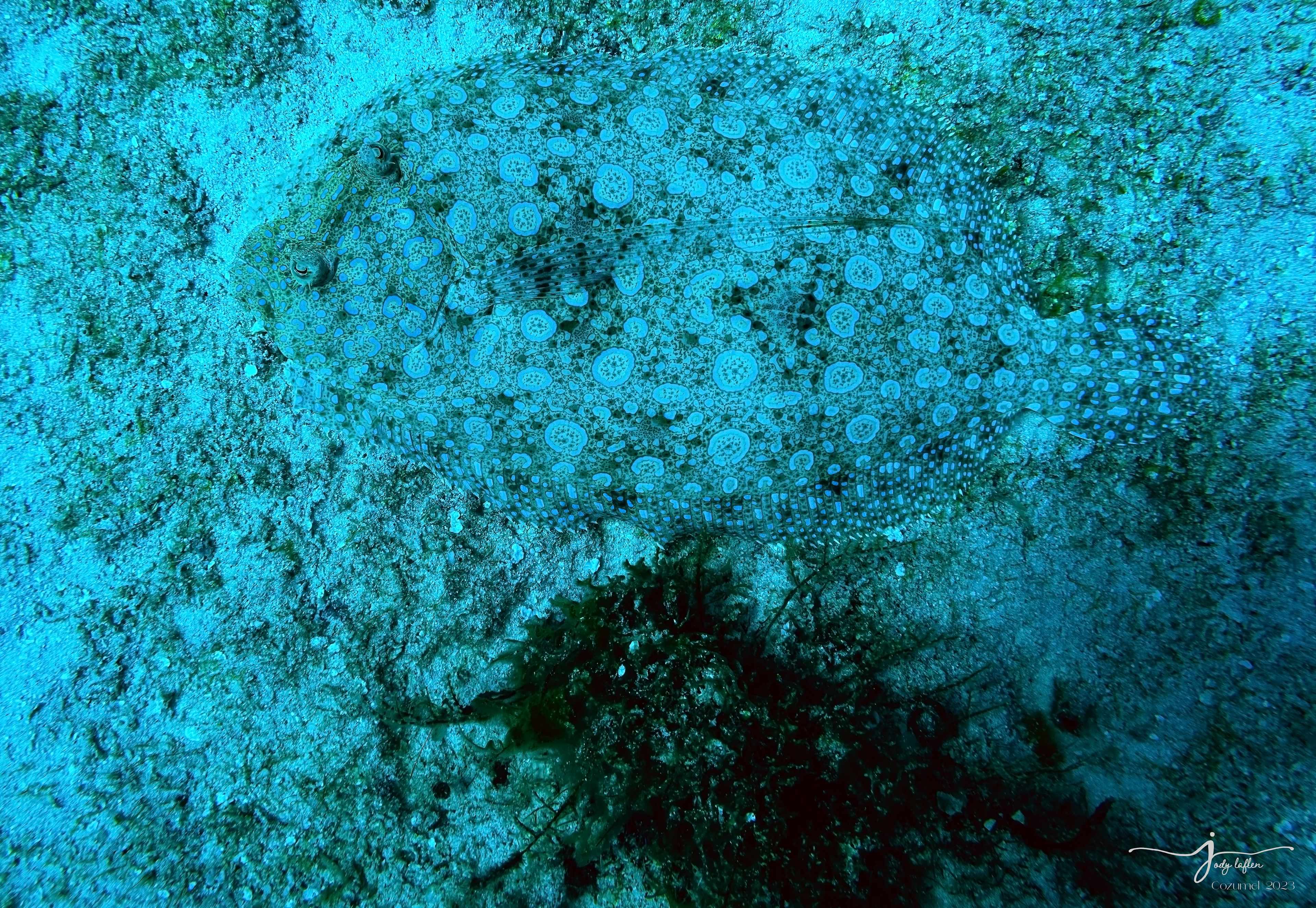 Flounder