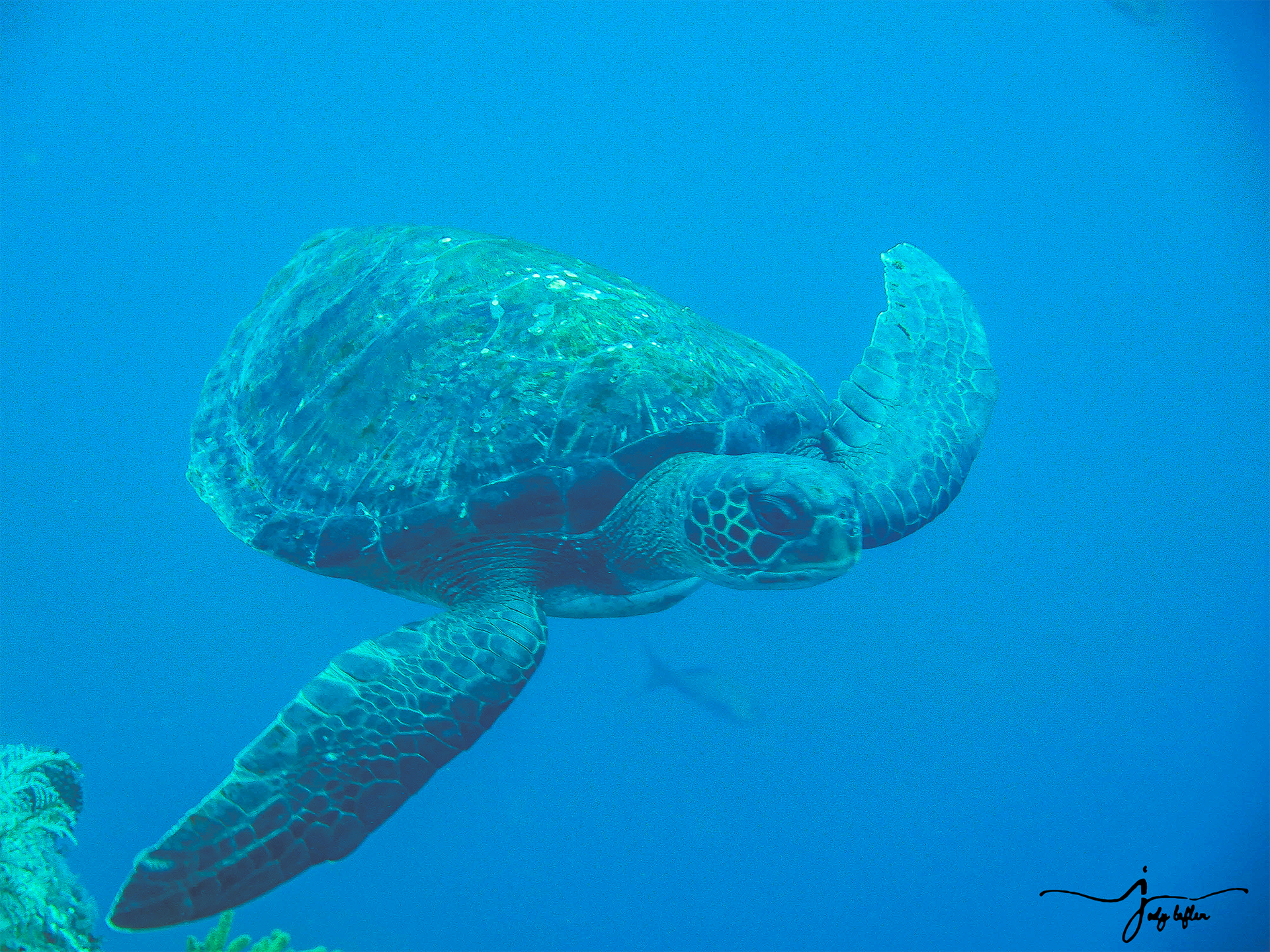 Sea turtle