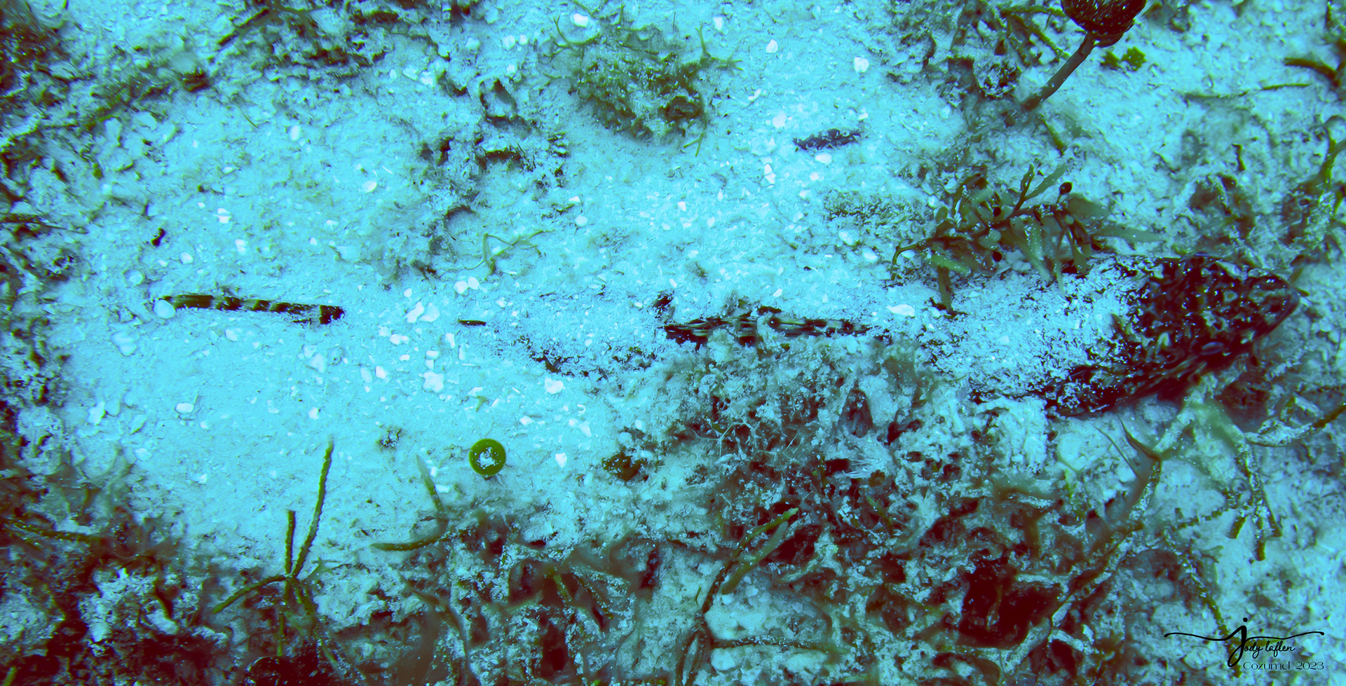 Sand Diver
