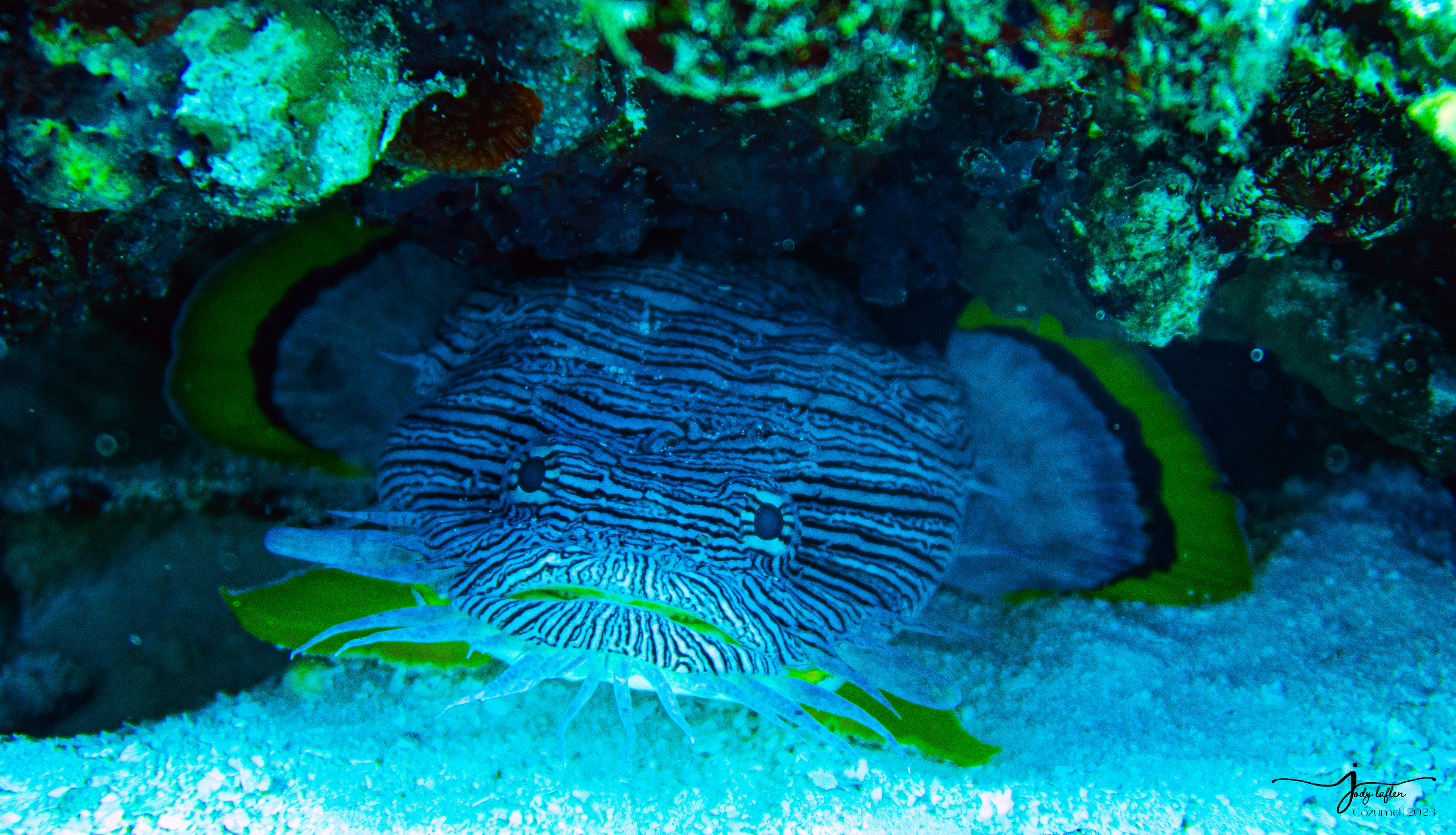 Splendid Toadfish