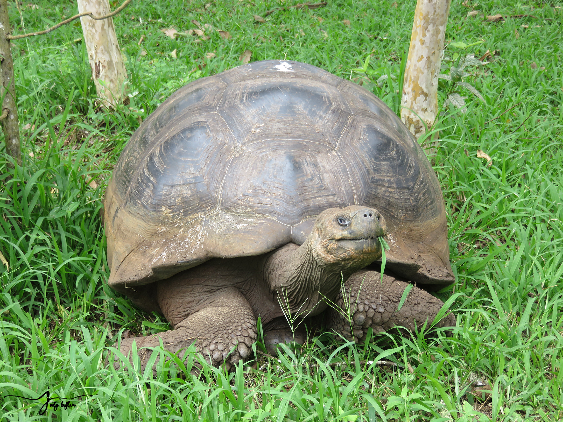 Galapagos tortoise