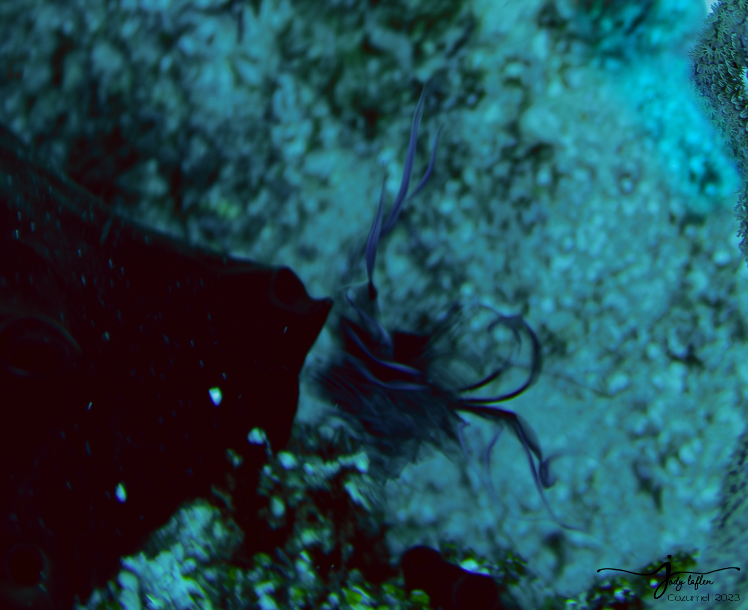 Baby Lionfish
