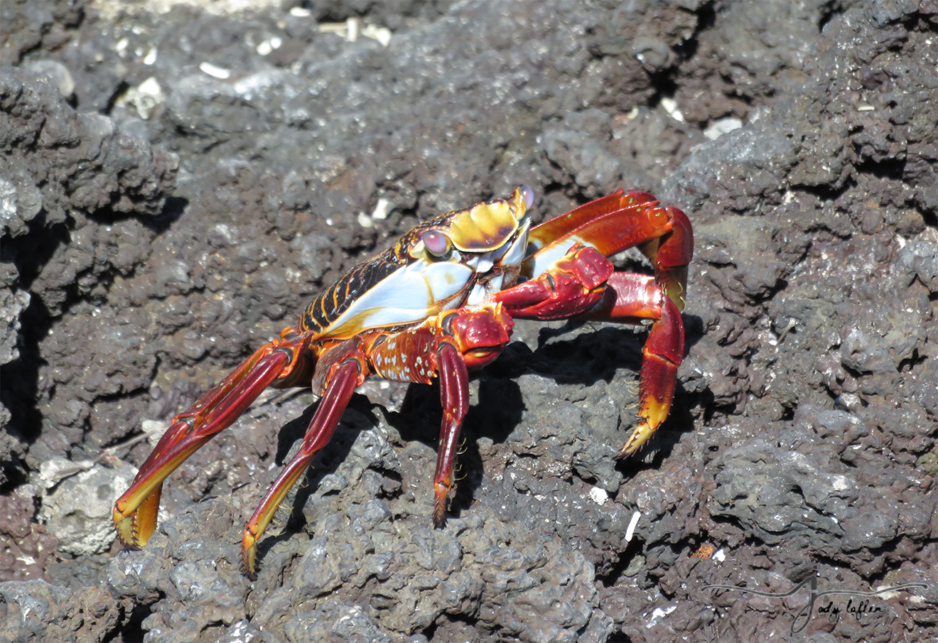 Galapagos Sally Lightfoot Crab