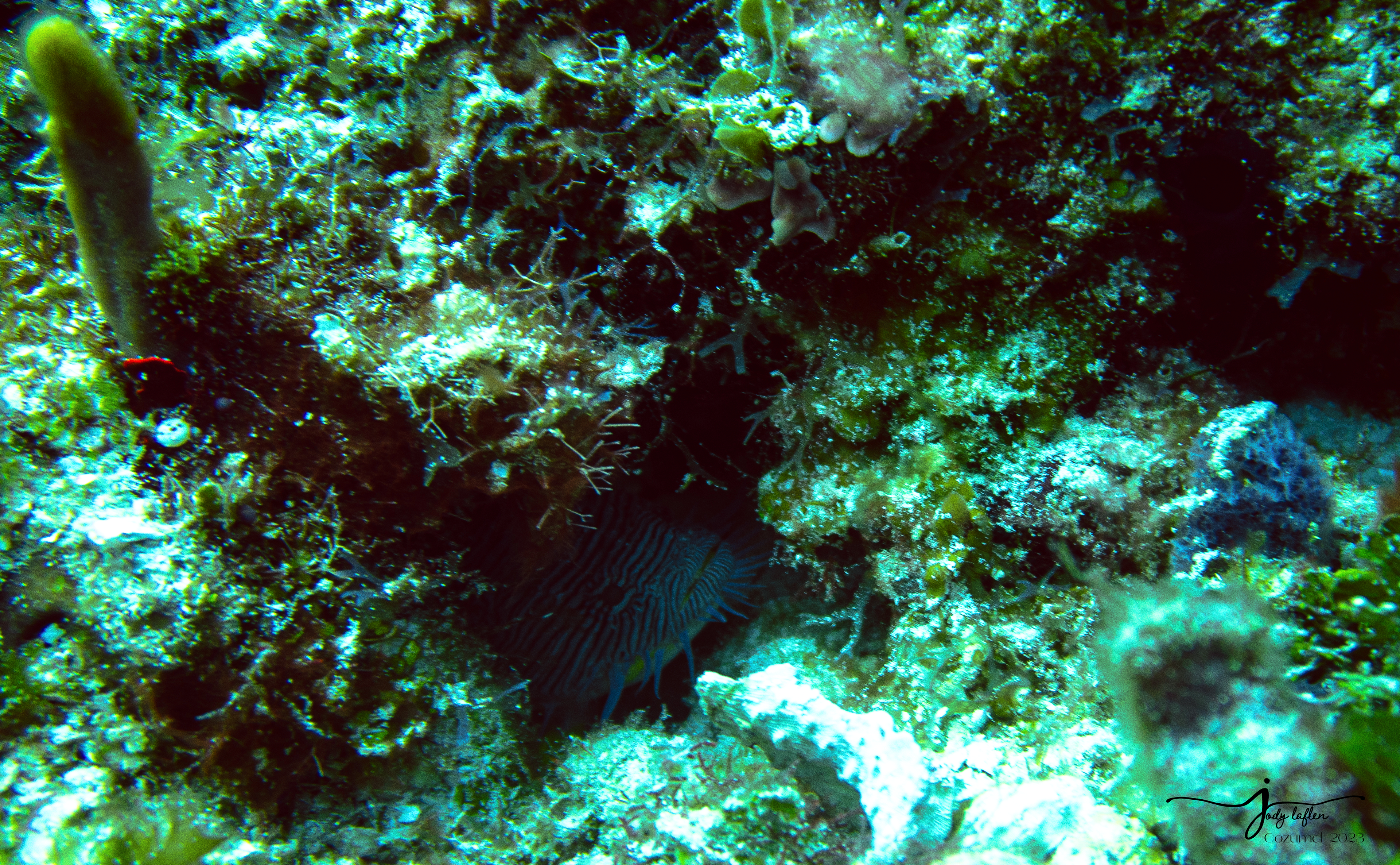 Splendid Toadfish