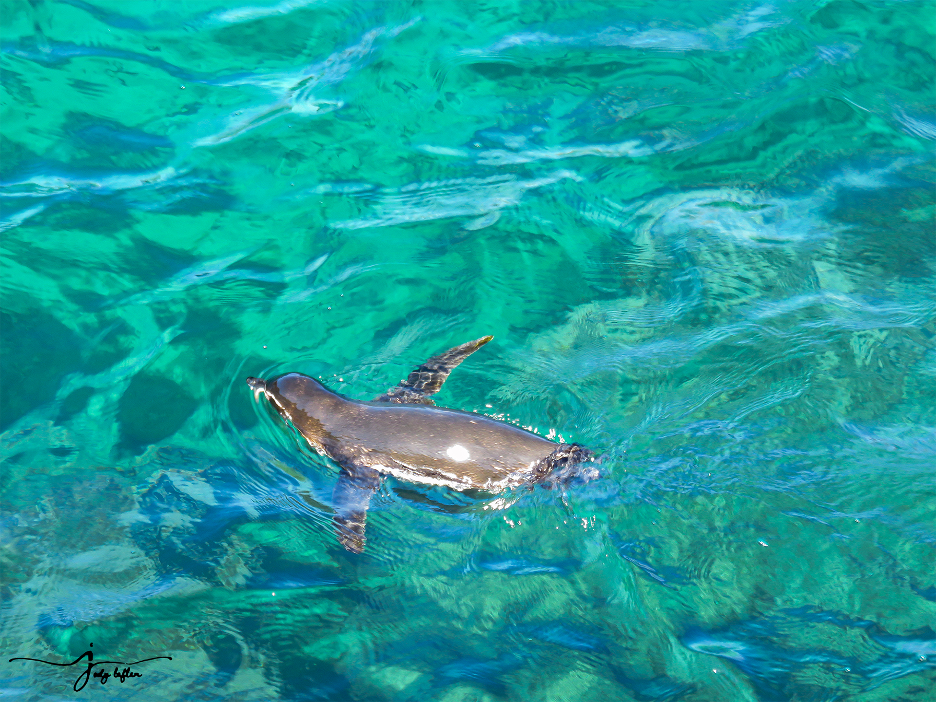 Galapagos penguin