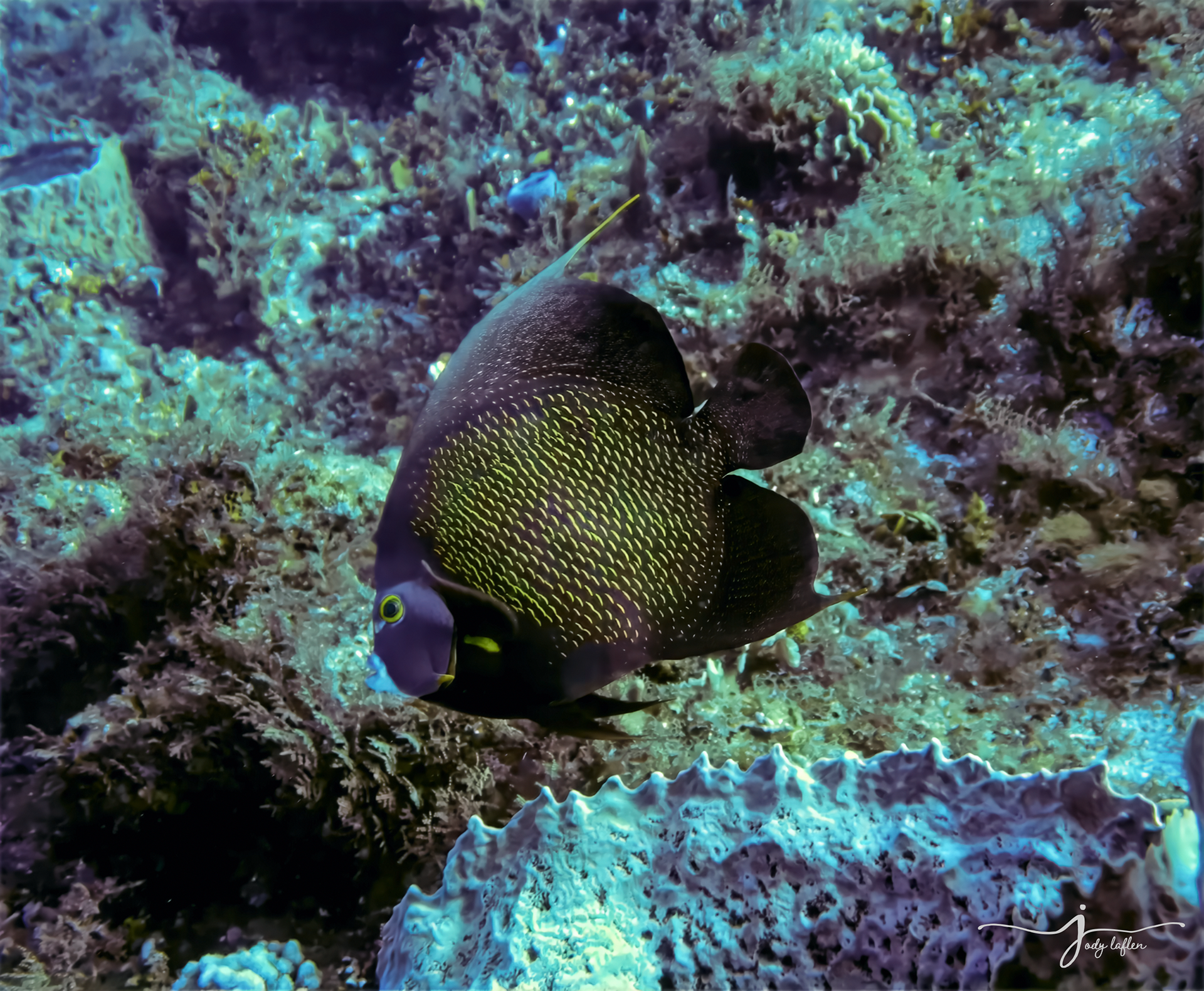 French Angelfish