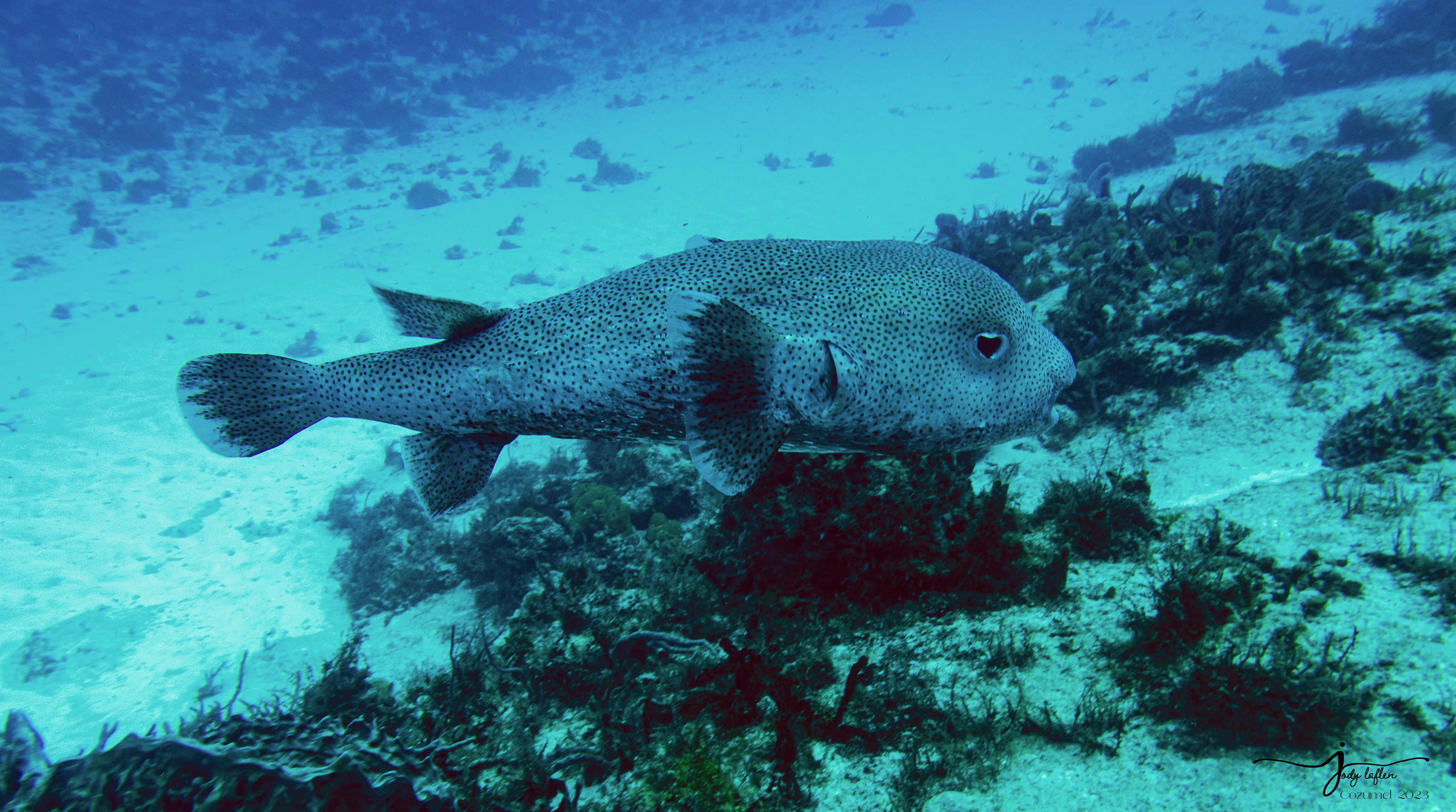 Porcupinefish
